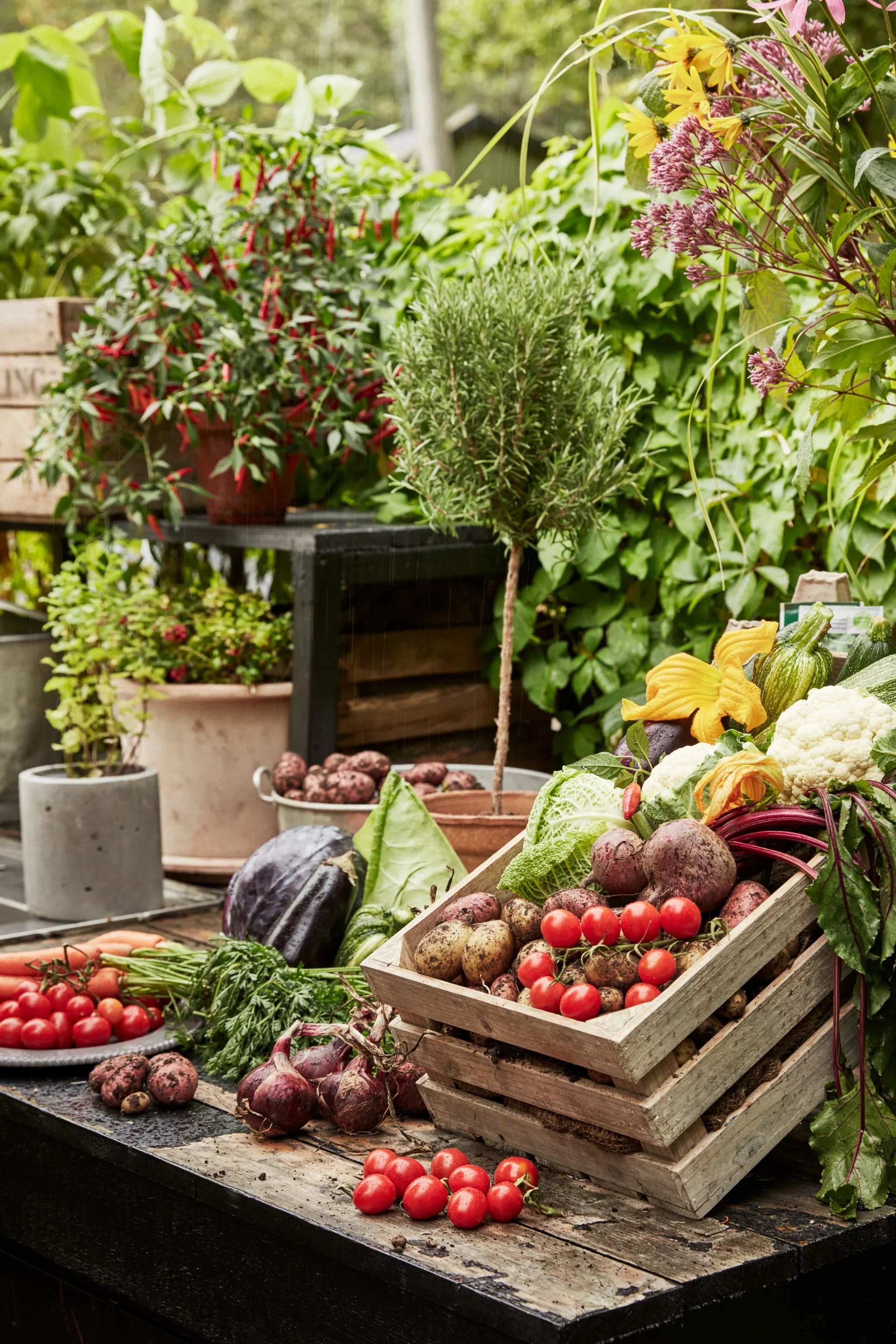 Jordgubbstomat 'Garden Berry'