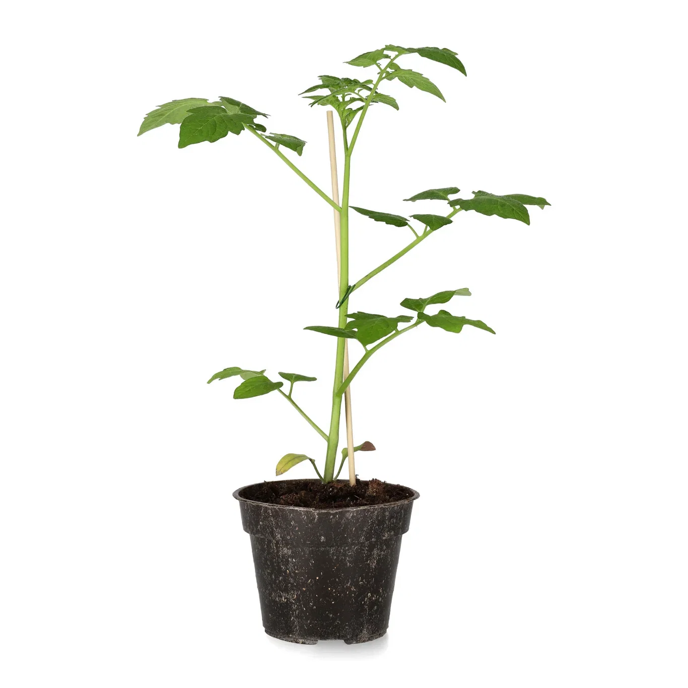 Jordgubbstomat 'Garden Berry'