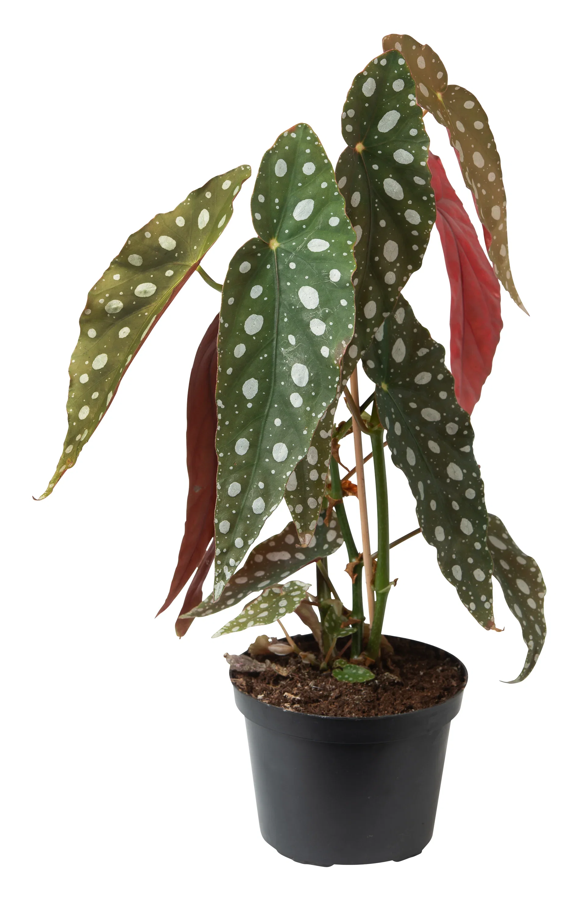 Forellbegonia