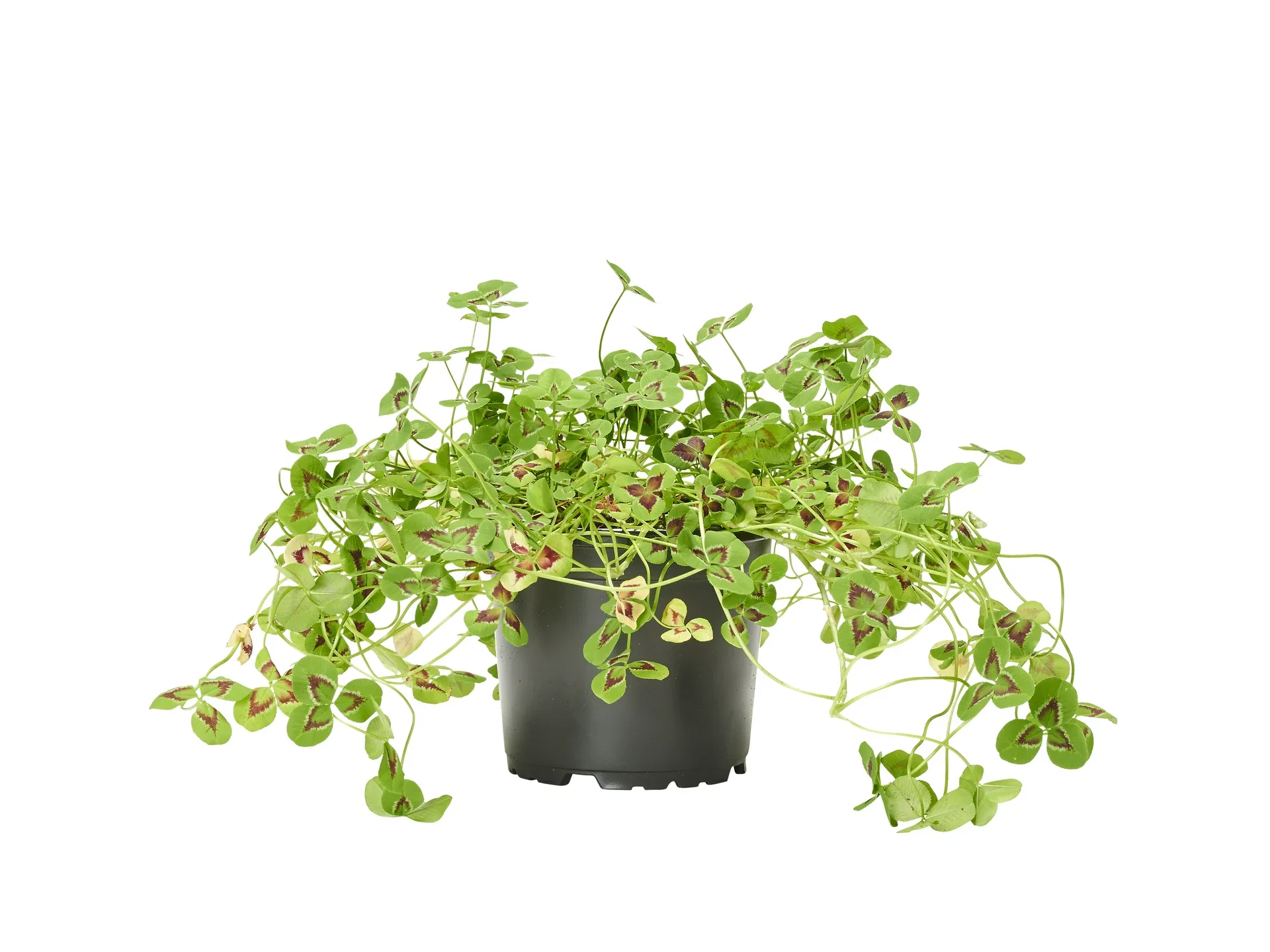 Prydnadsklöver 'Sweet Mike'