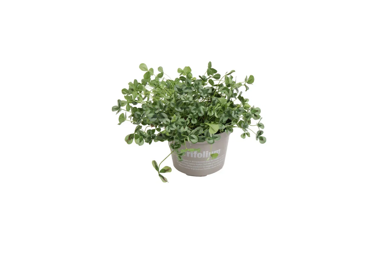 Prydnadsklöver 'Sweet Mike'