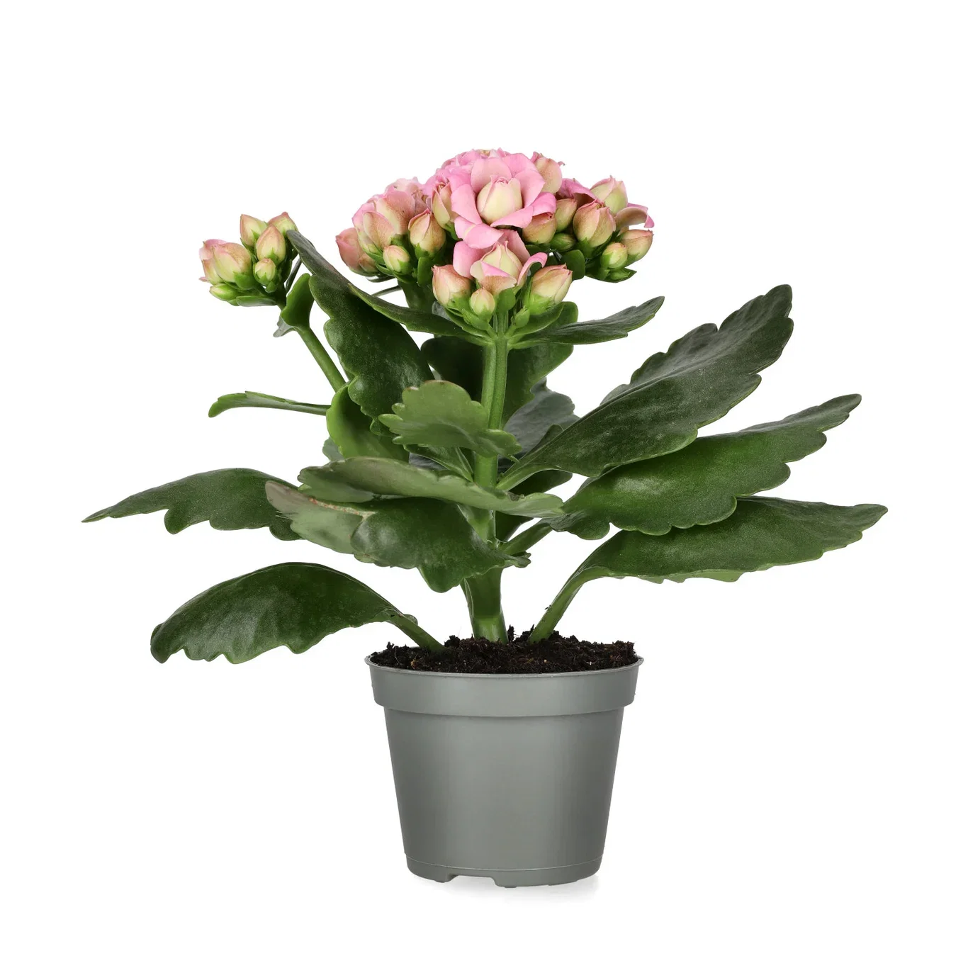 Kalanchoe Mini Light Pink 6 cm