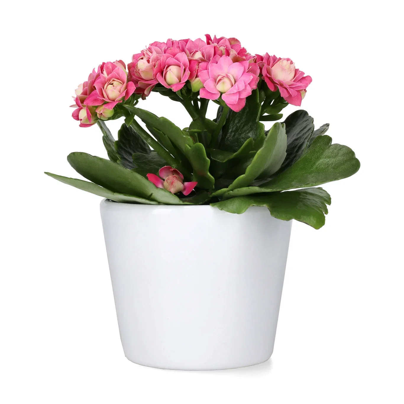 Kalanchoe Mini Dark Pink 6 cm
