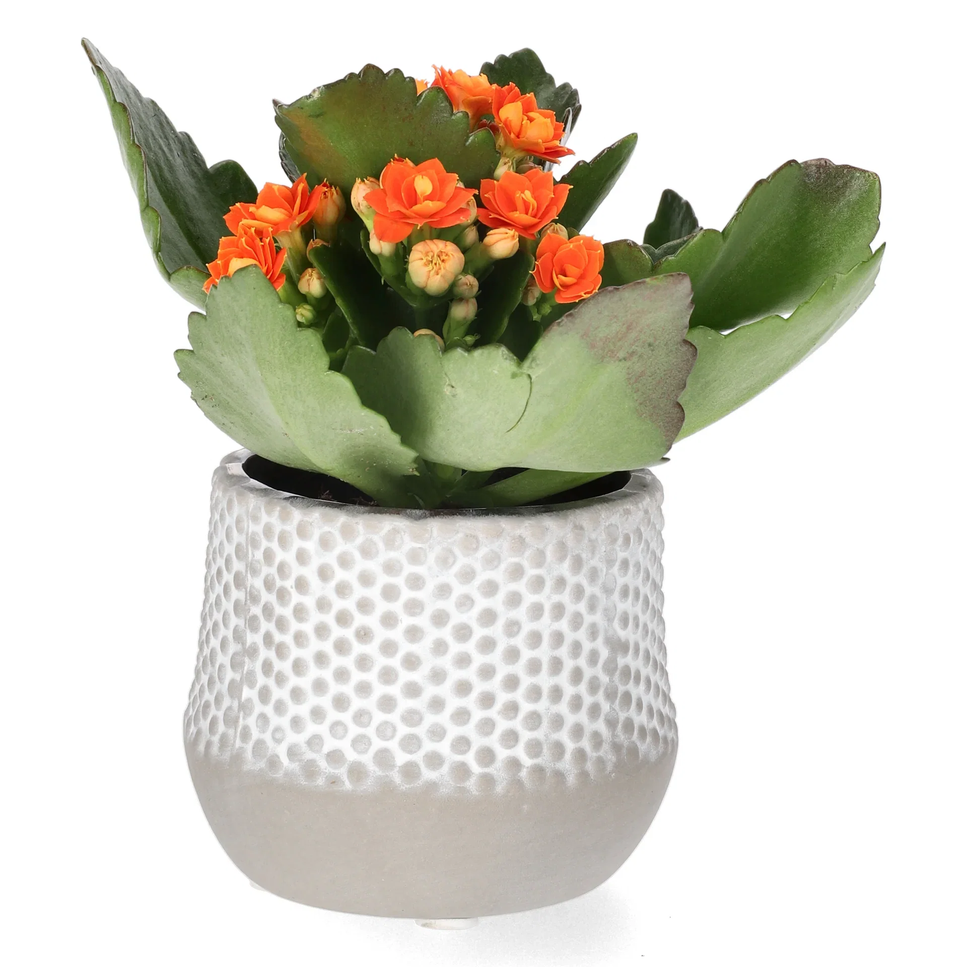 Kalanchoe