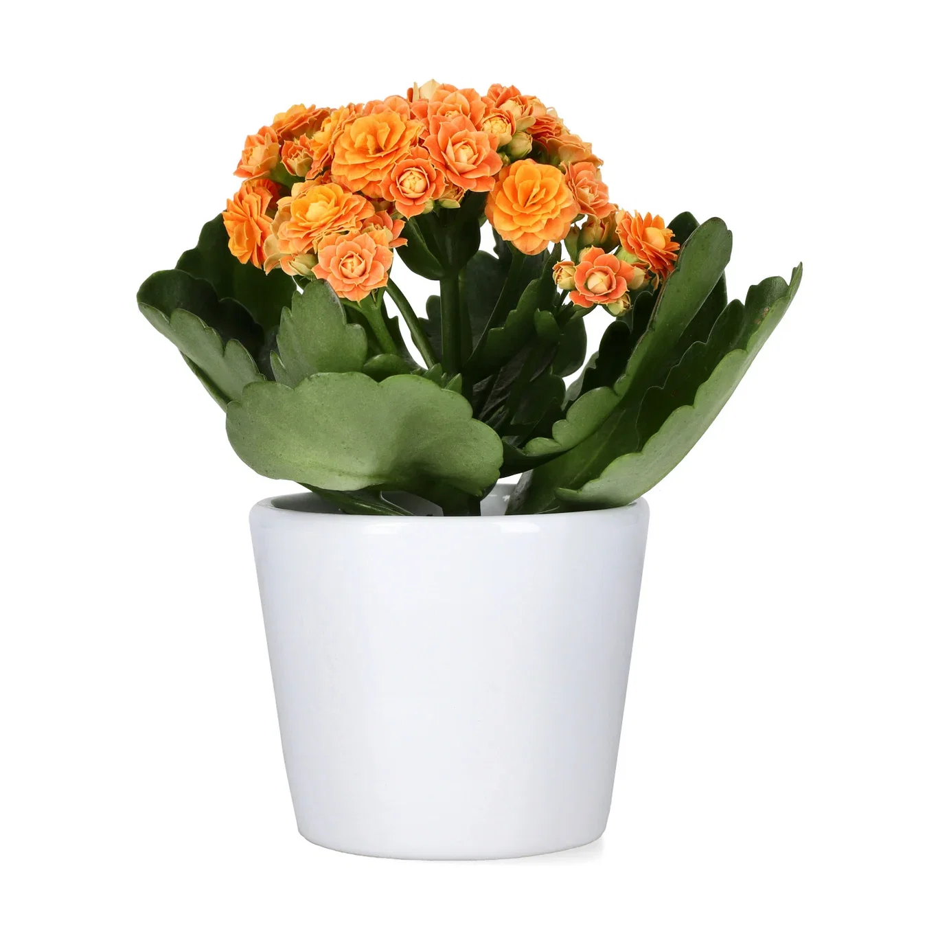Kalanchoe