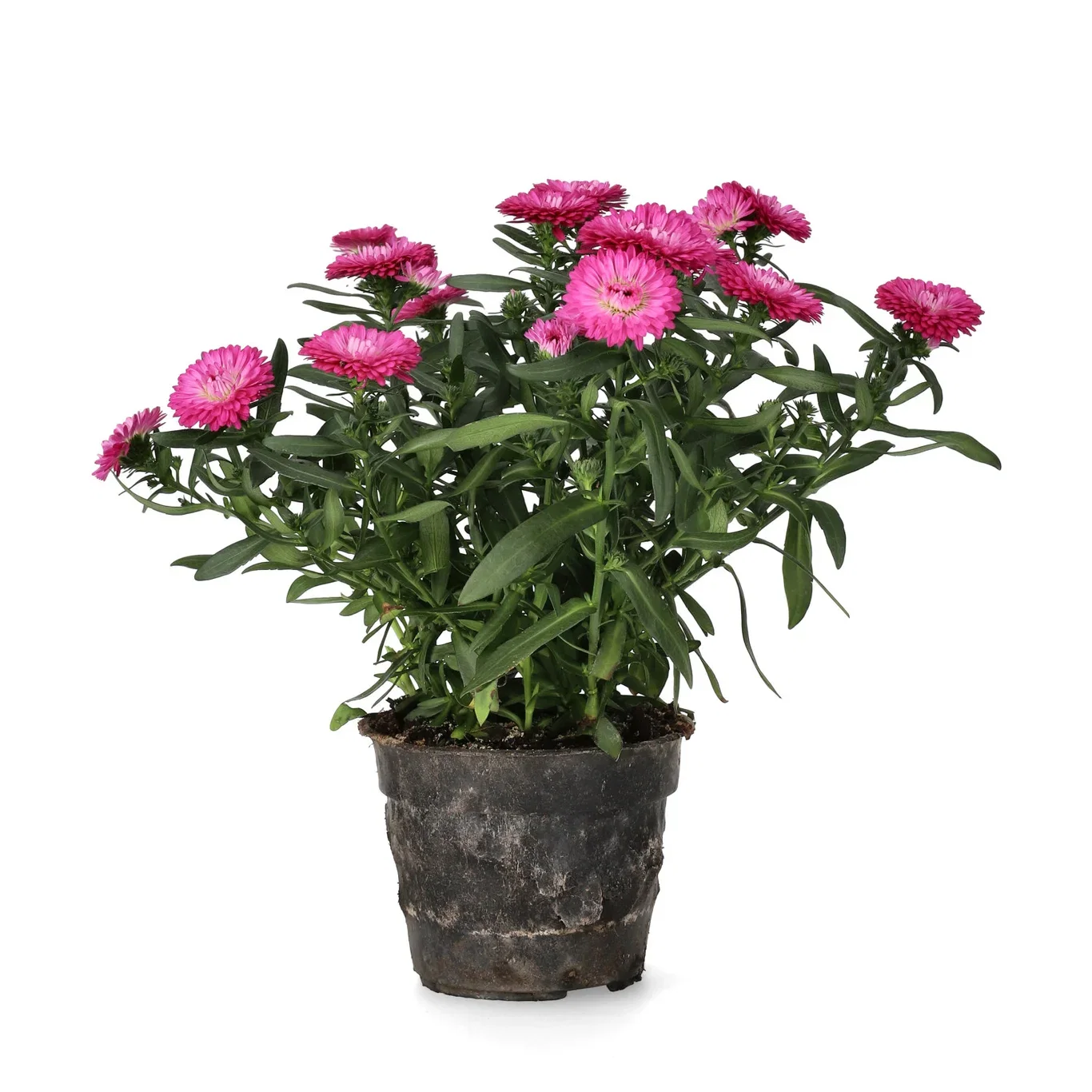 Aster