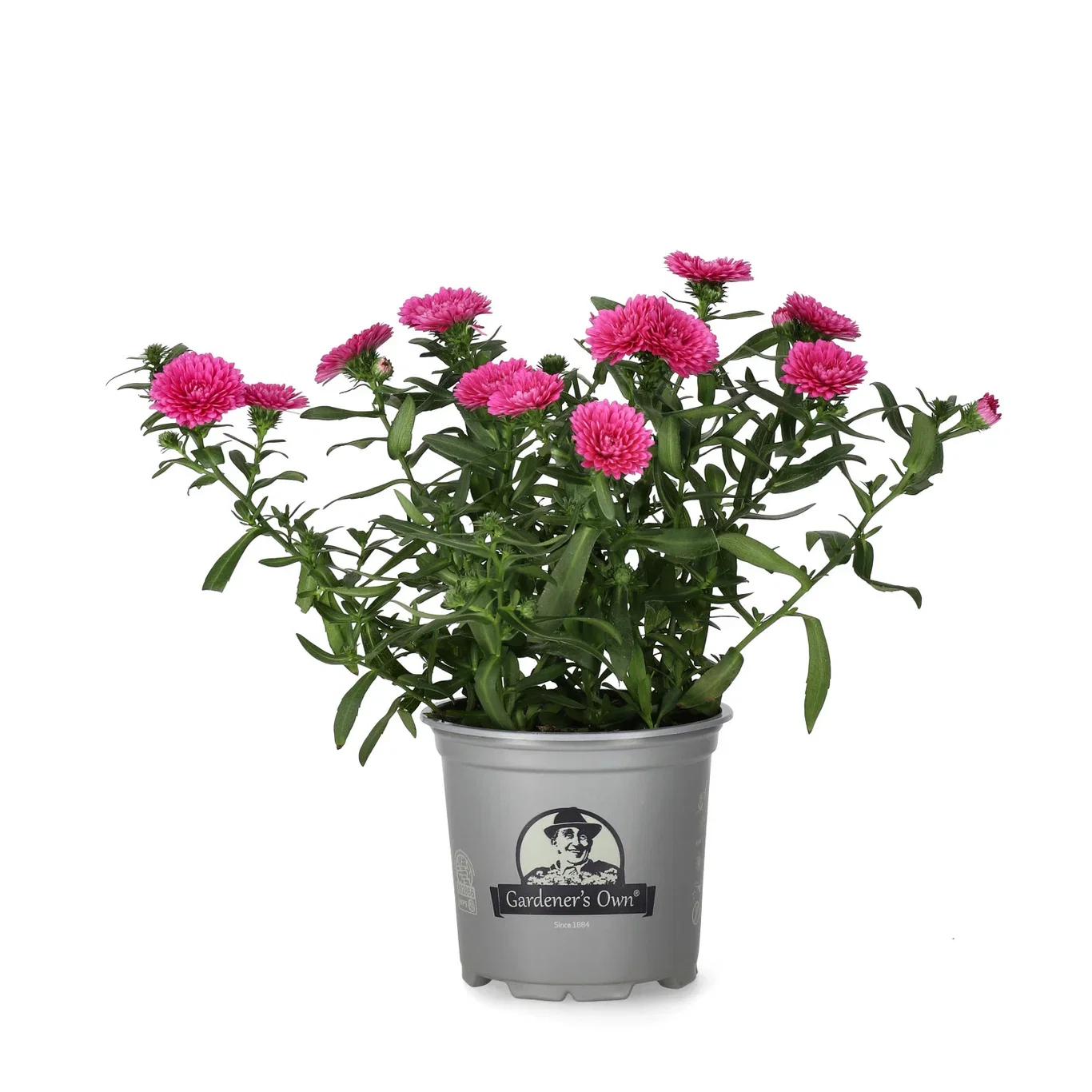 Aster