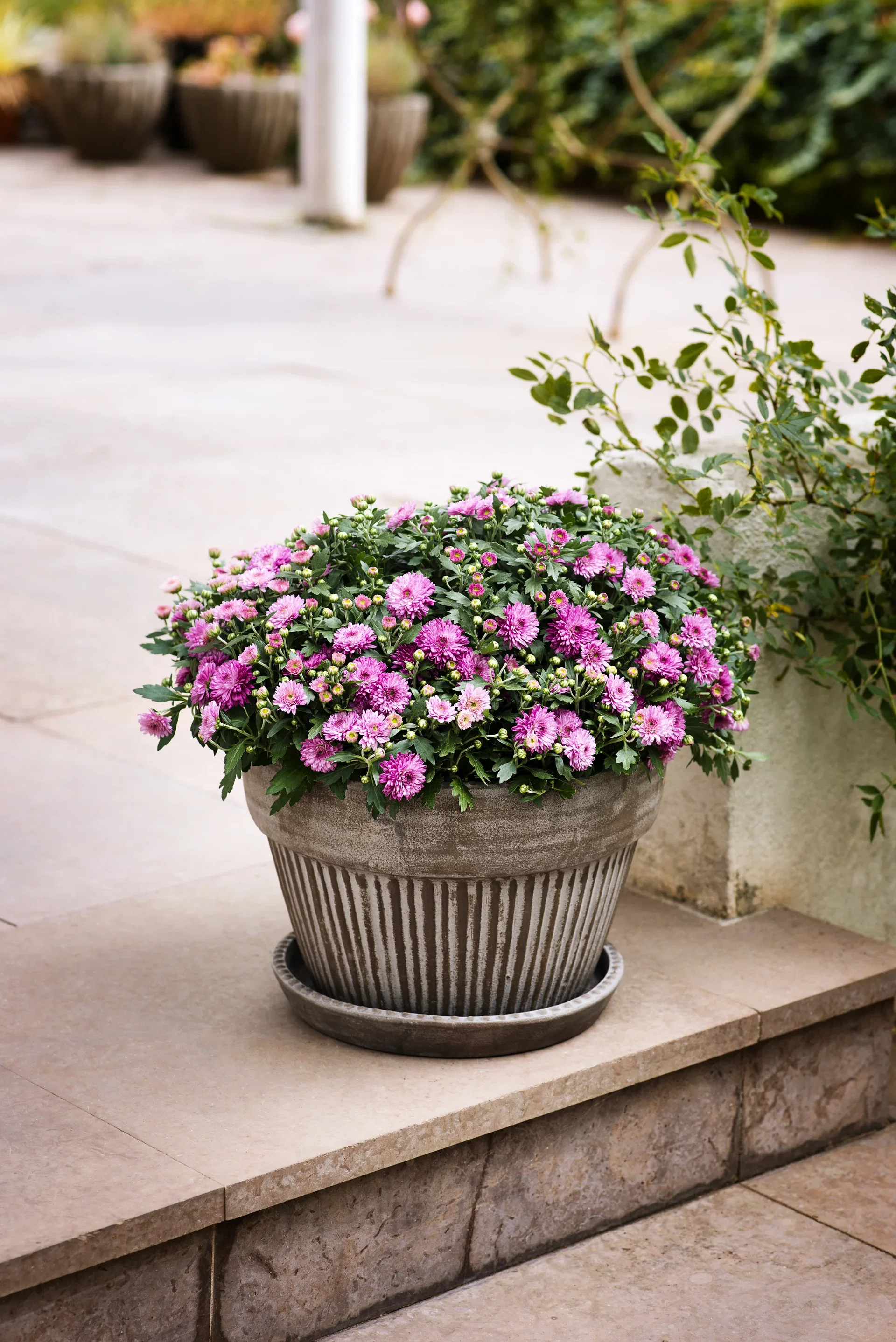 Aster