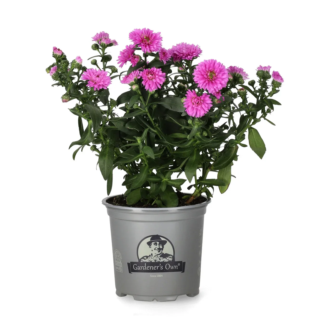 Aster