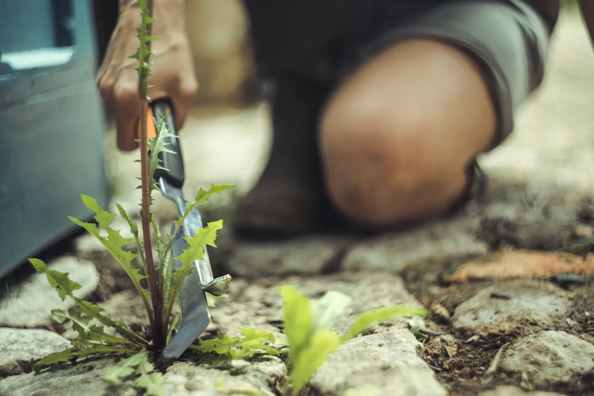 Ogräsborttagare Xact