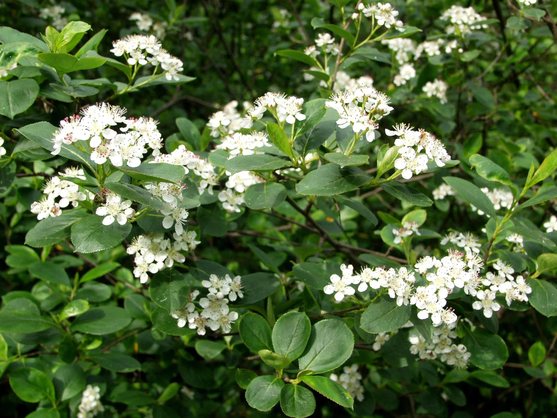 Slånaronia