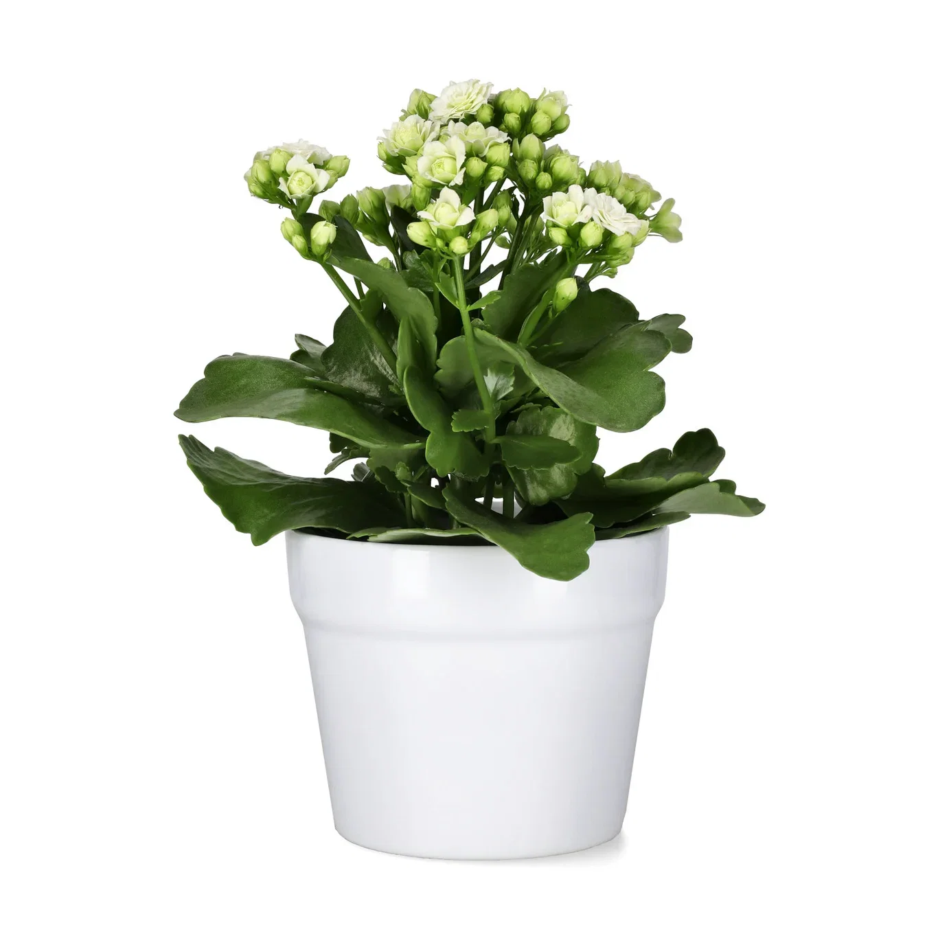 Kalanchoe