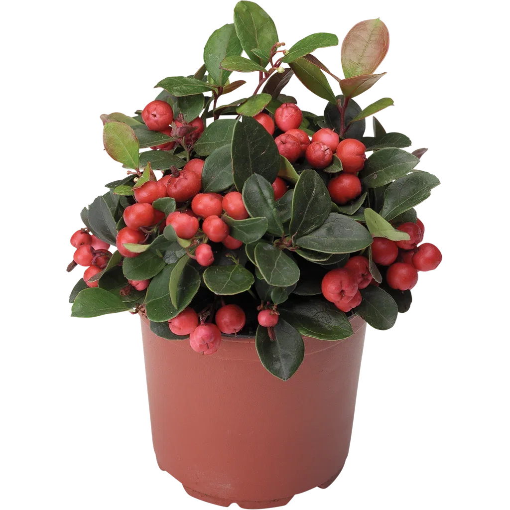 Gaultheria proc. 'Big Berry' 10,5 cm