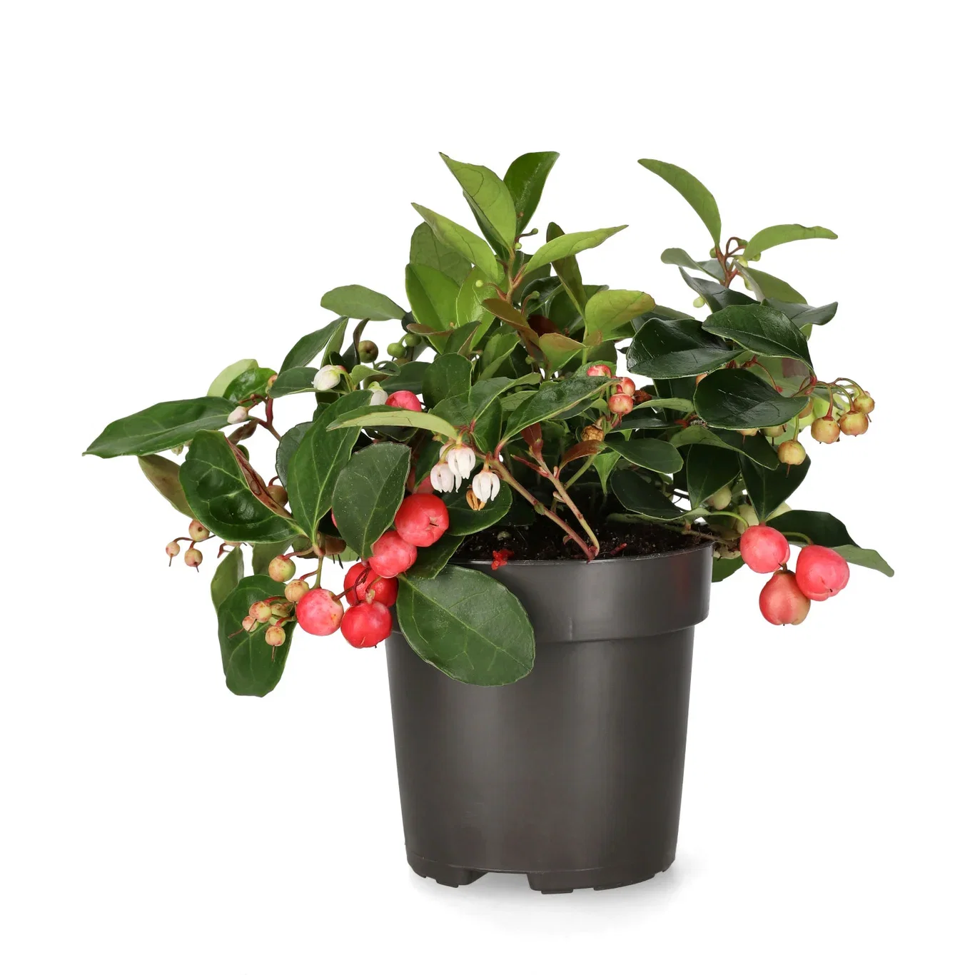 Gaultheria proc. 'Big Berry' 10,5 cm