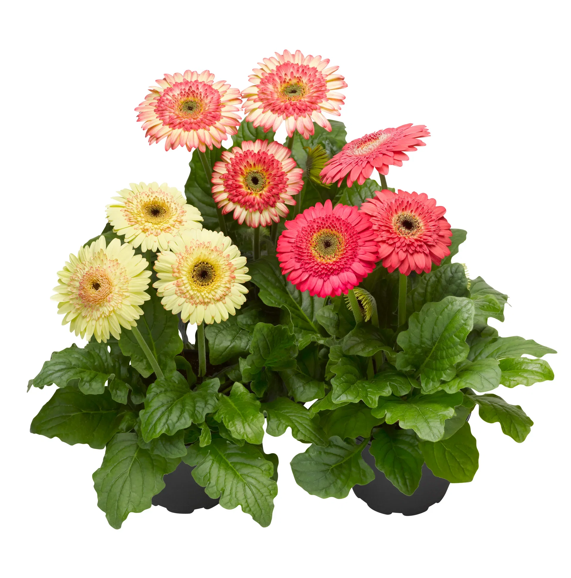 Garvinea 'Patio' 21 cm