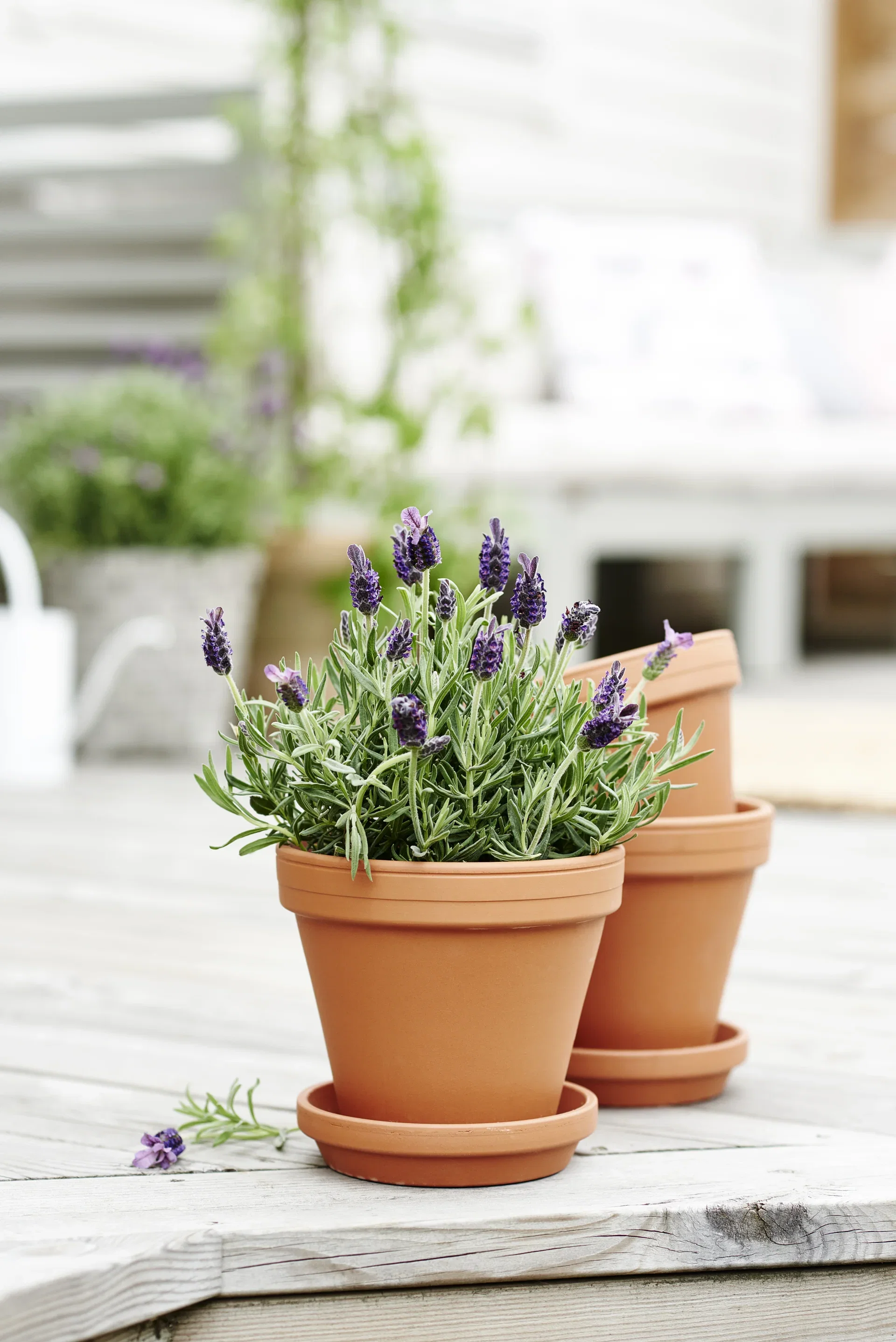 Lavandula stoechas 'Anouk' 15 cm