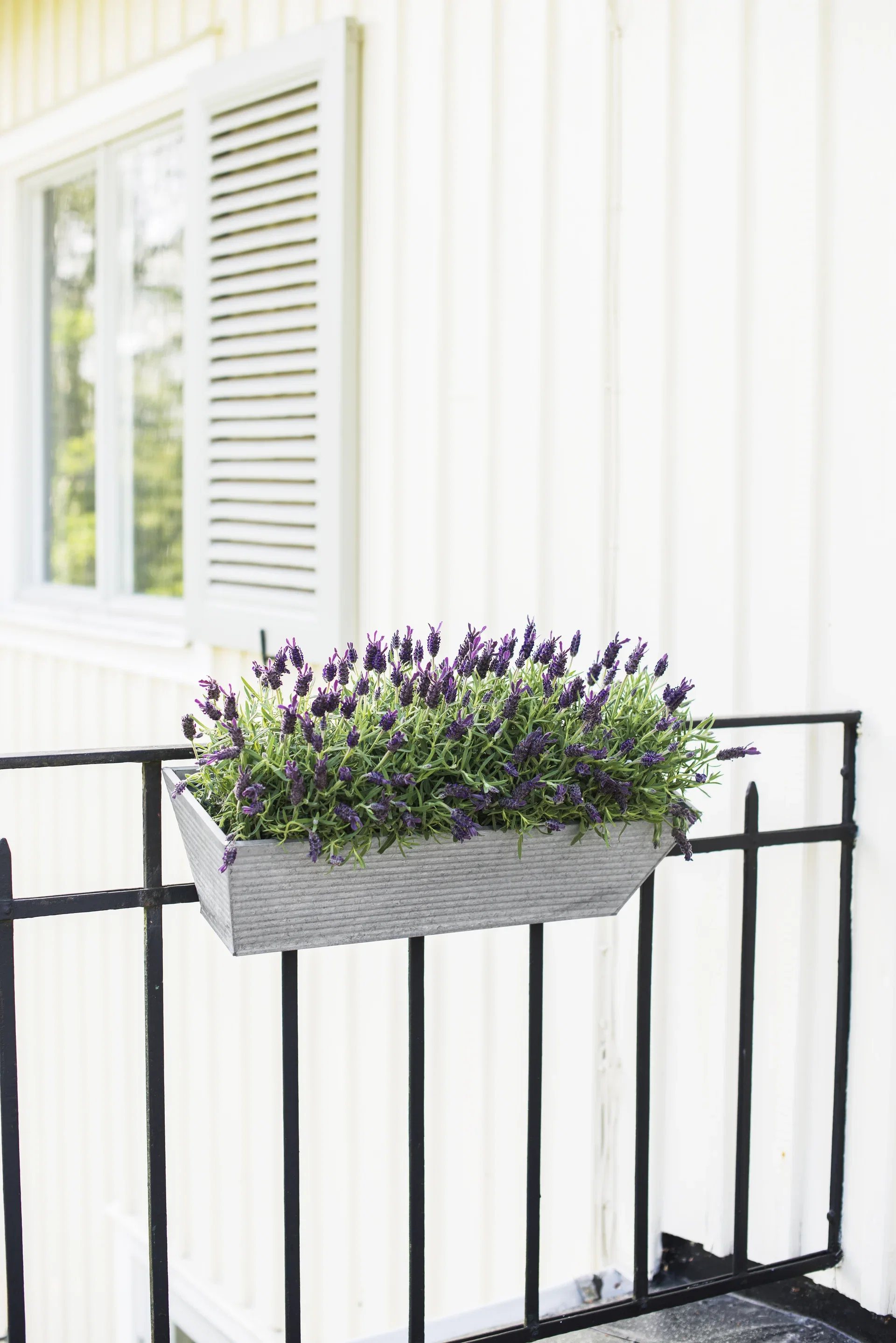 Lavandula stoechas 'Anouk' 15 cm