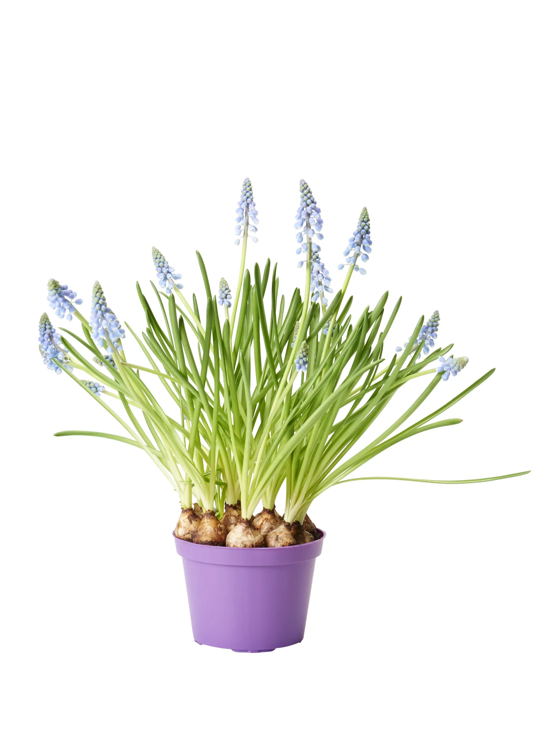 Muscari a. 'Blue Magic' 12 cm
