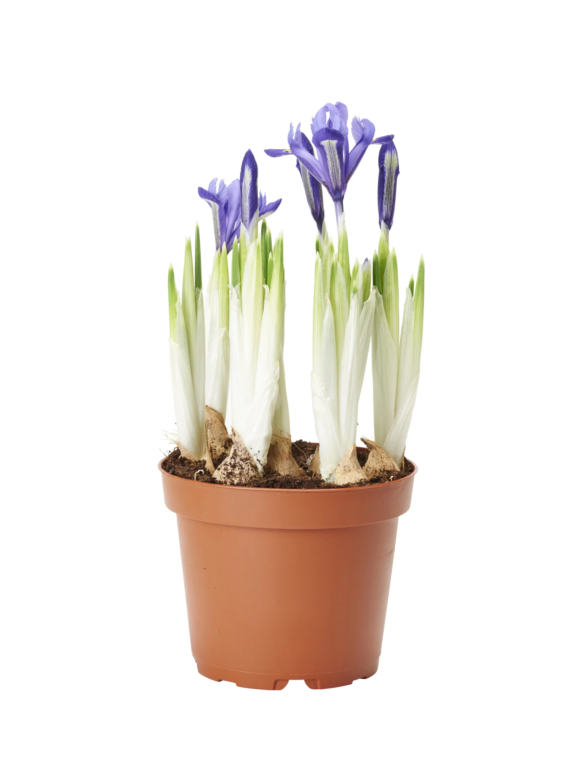 Iris reticulata 12 cm