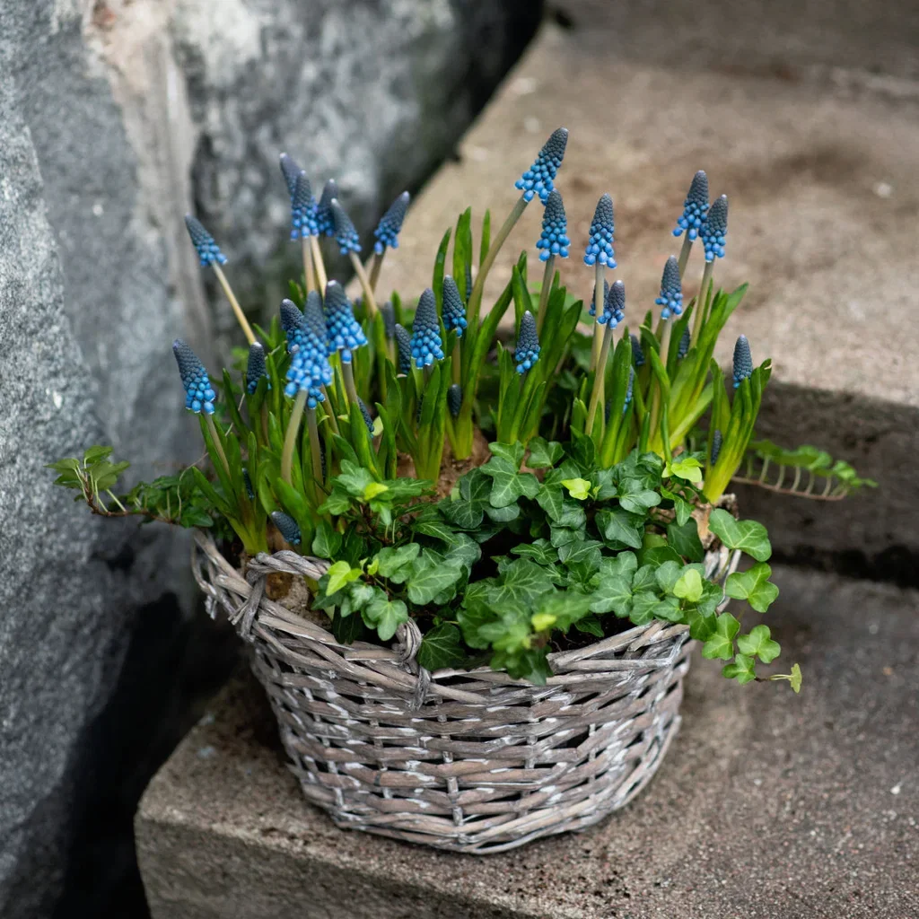 Muscari a. 'Blue Magic' 12 cm