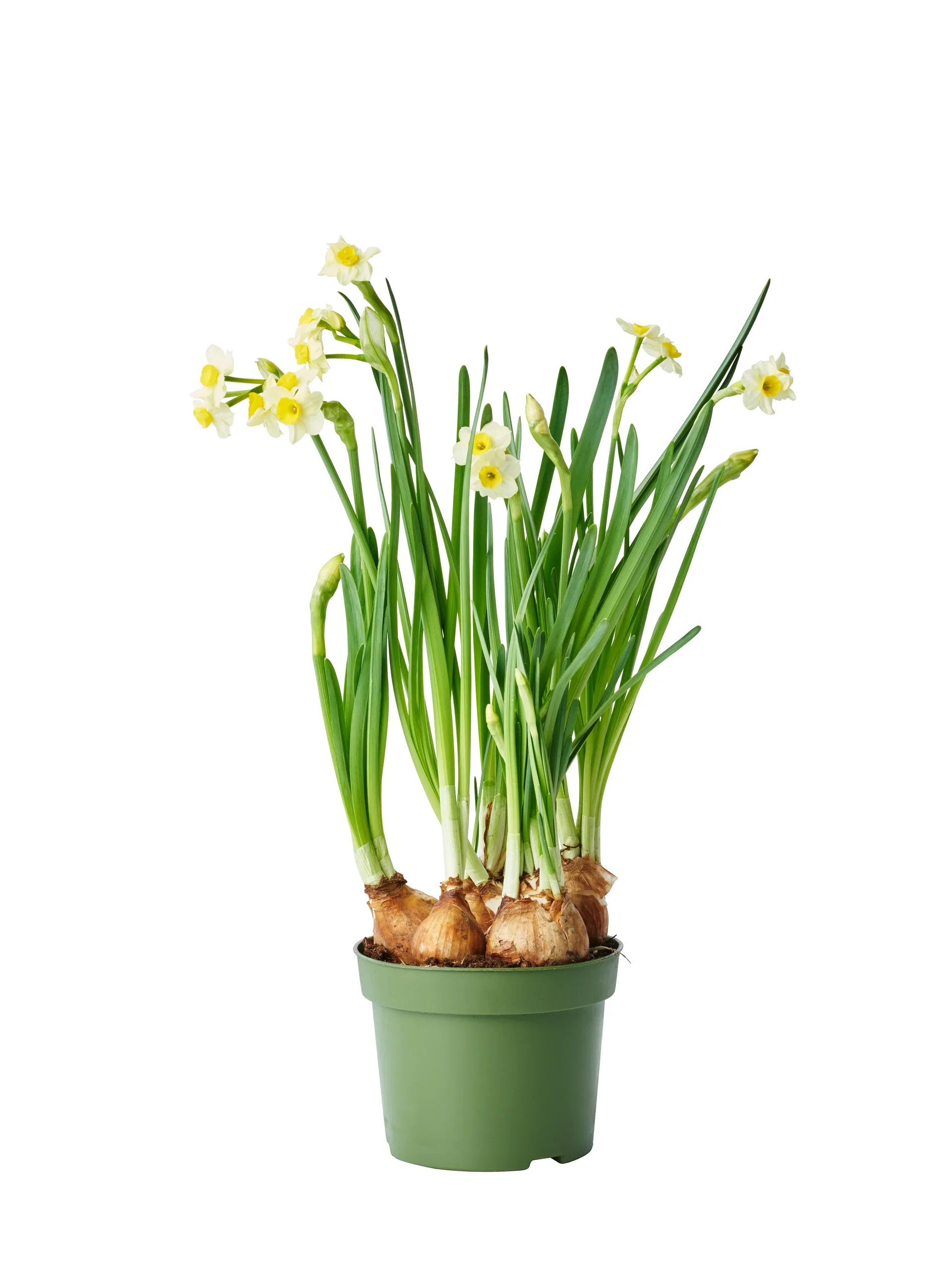 Minipåsklilja 'Minnow'