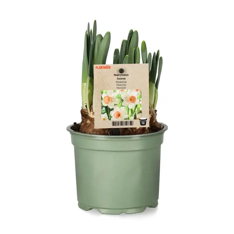 Cyclamineusnarciss 'Iwona'