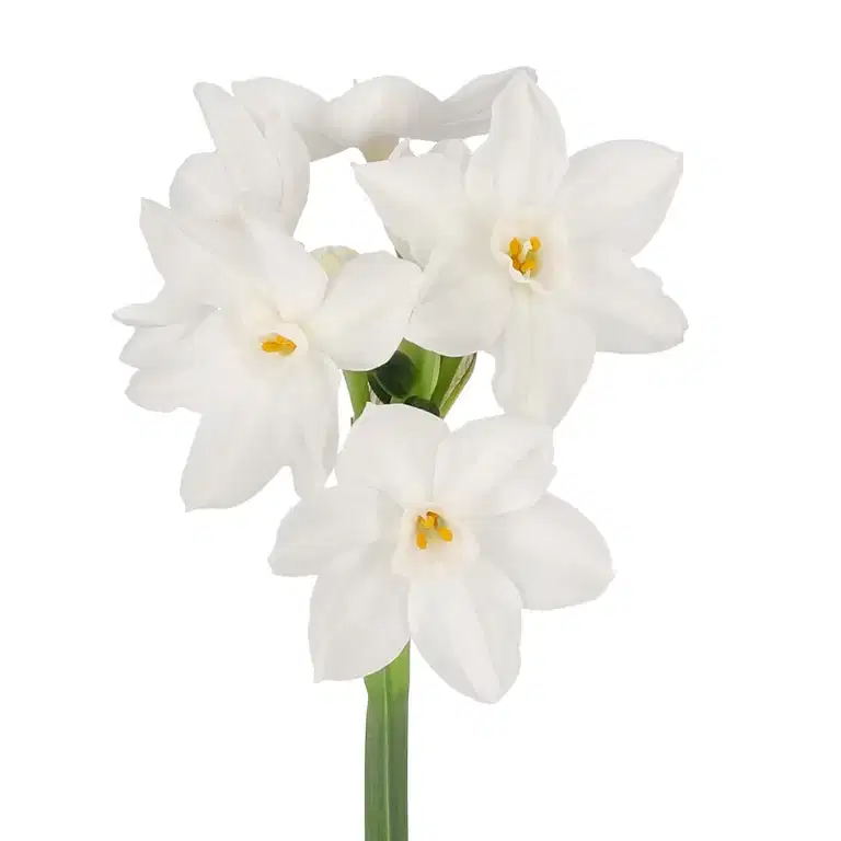 Vit tazett 'Paperwhite Ziva'