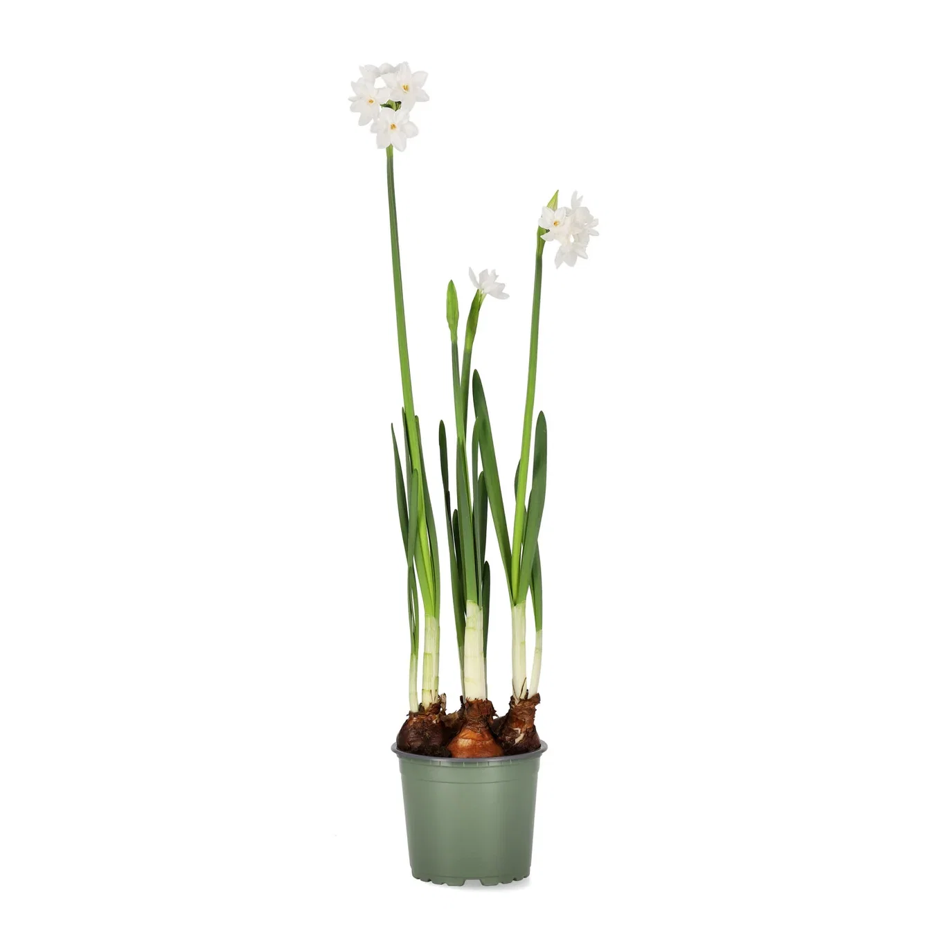 Vit tazett 'Paperwhite Ziva'
