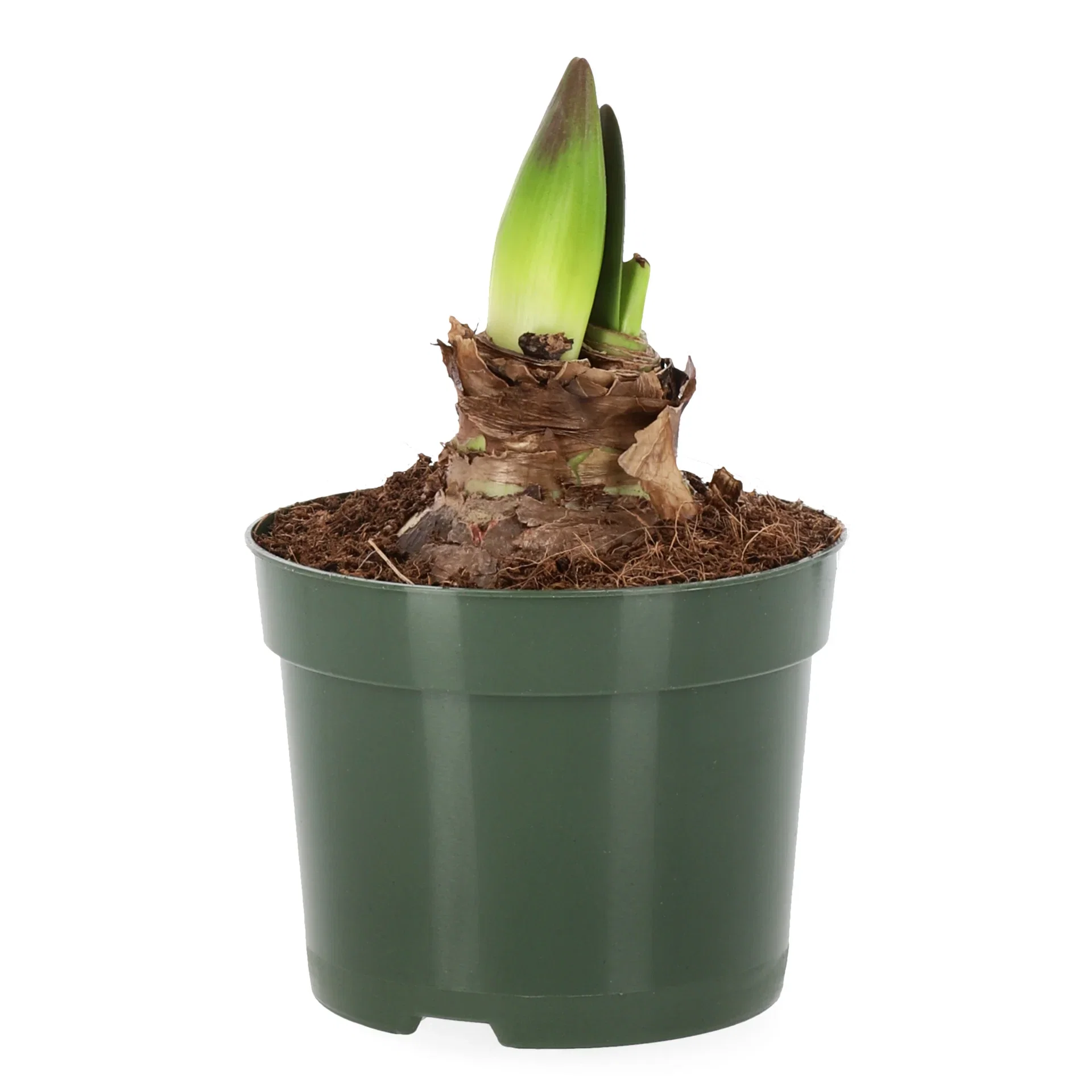 Amaryllis 20+