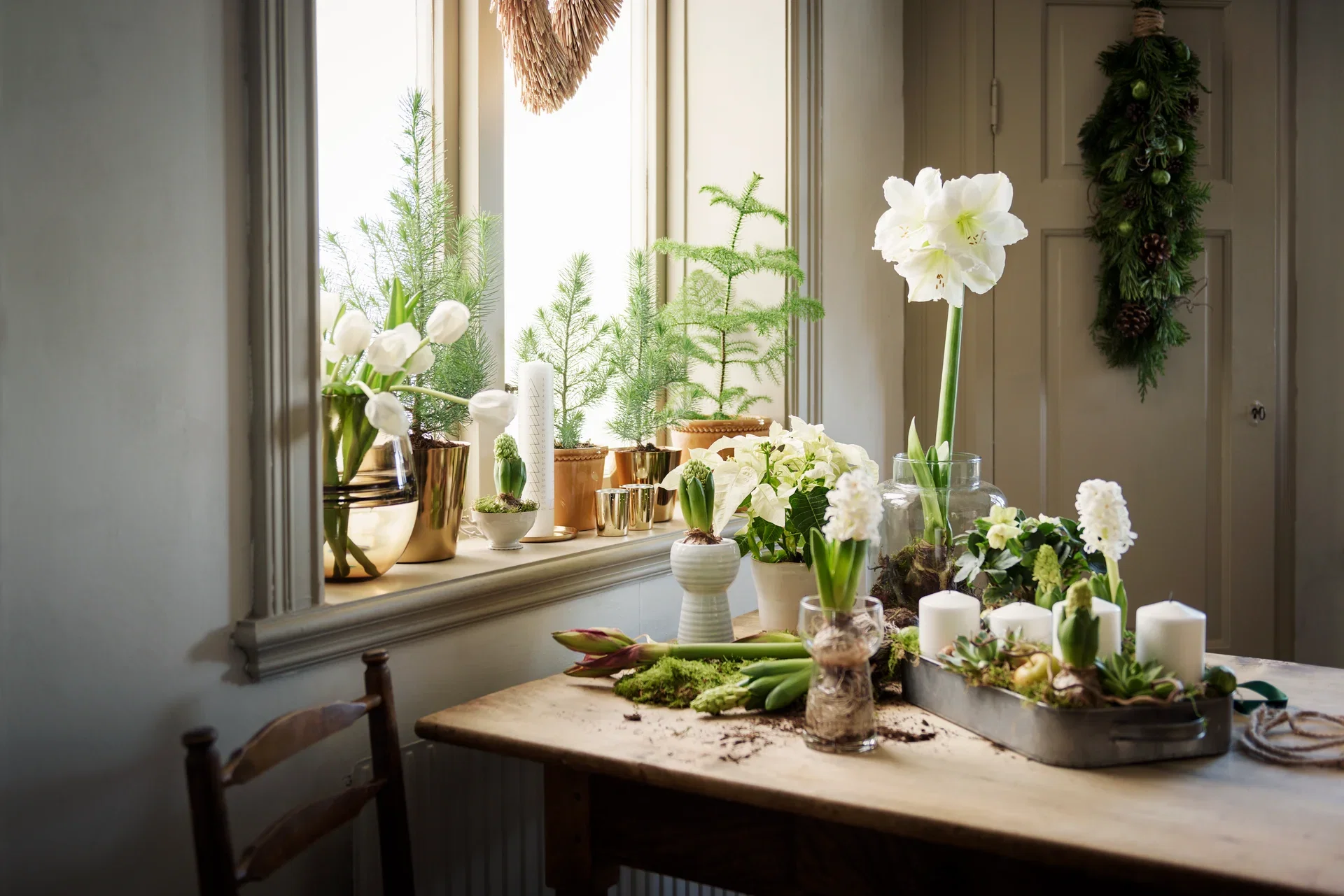 Amaryllis 'Alfresco' 2-stänglad