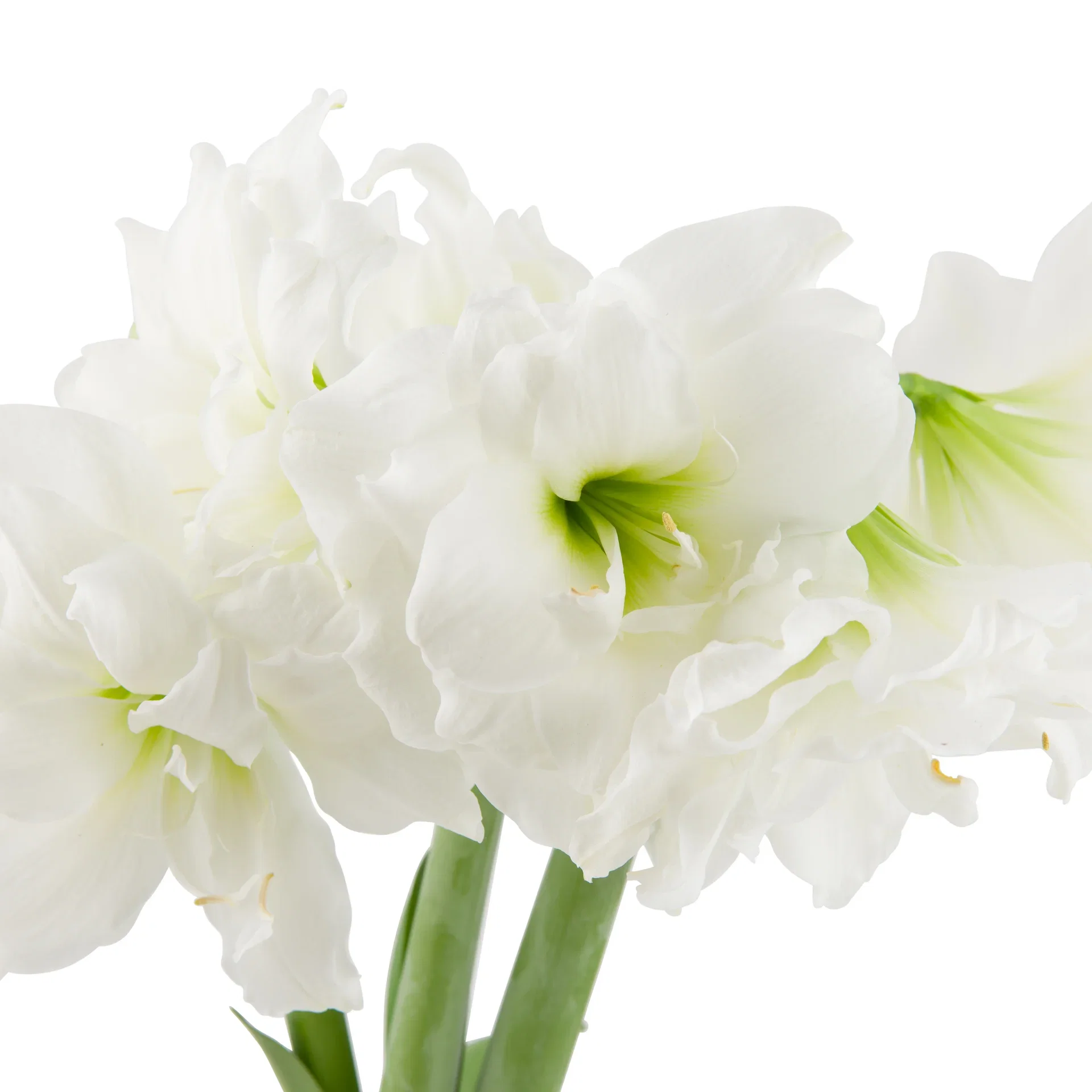 Amaryllis 'Alfresco' 2-stänglad