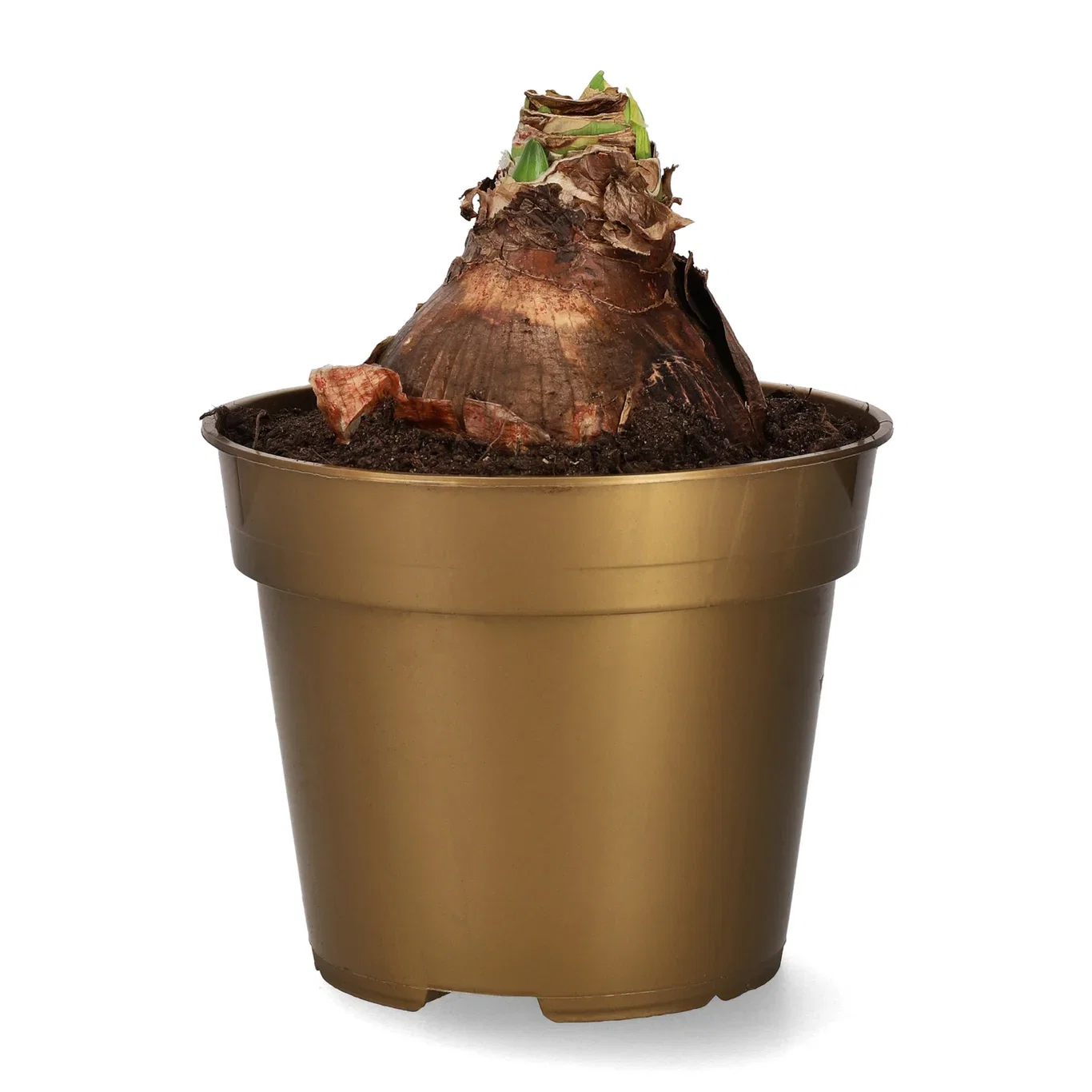 Amaryllis 'Alfresco' 2-stänglad