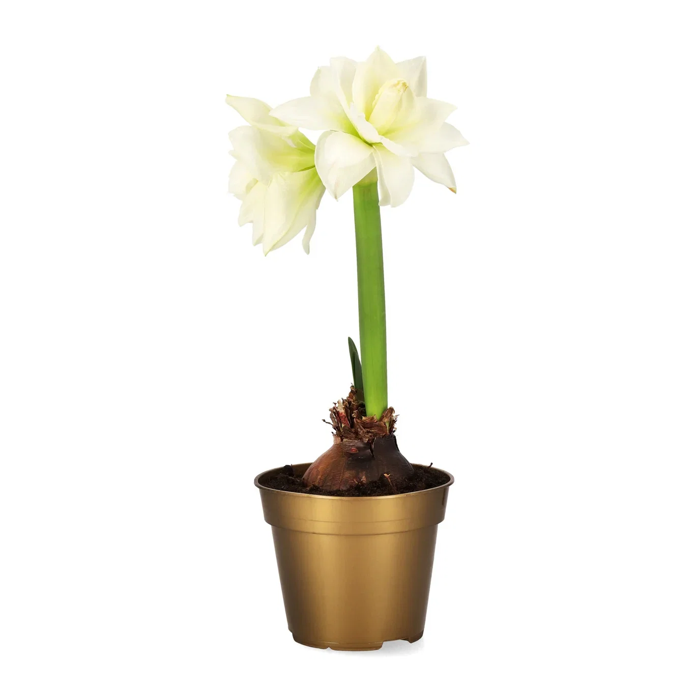 Amaryllis 'Alfresco' 2-stänglad