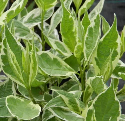 Rysk kornell 'Elegantissima'