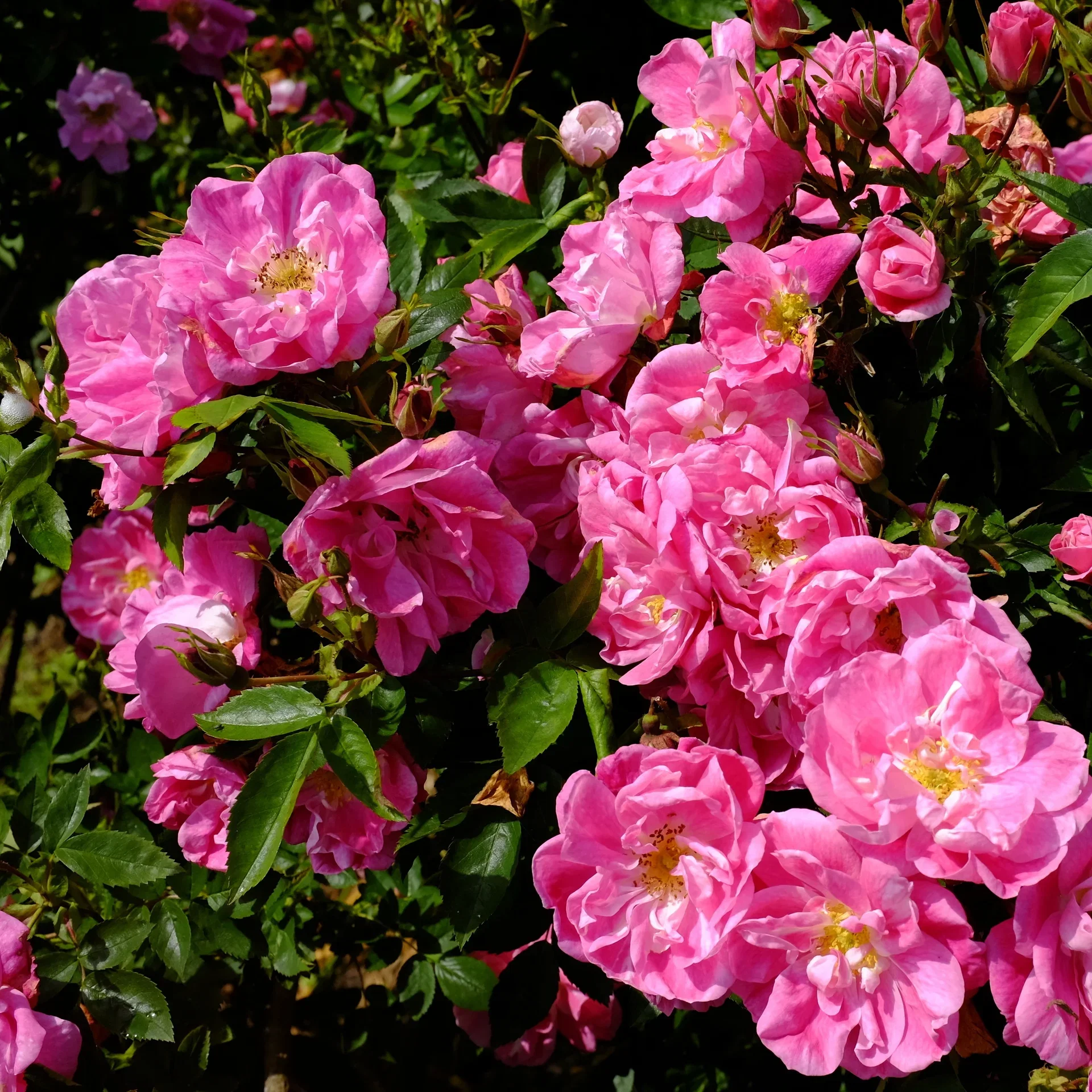 Klätterros 'William Baffin'