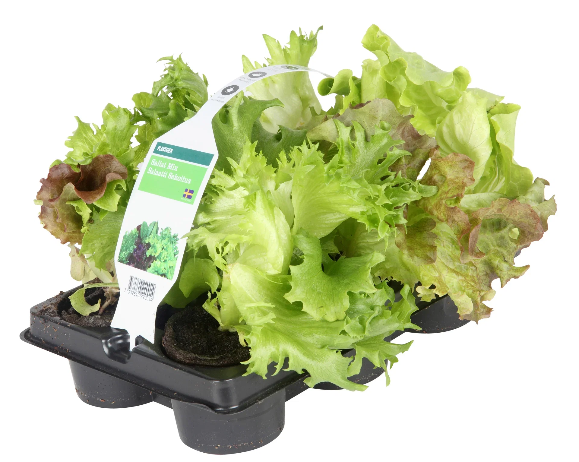 Ready Lactusa 6-pack