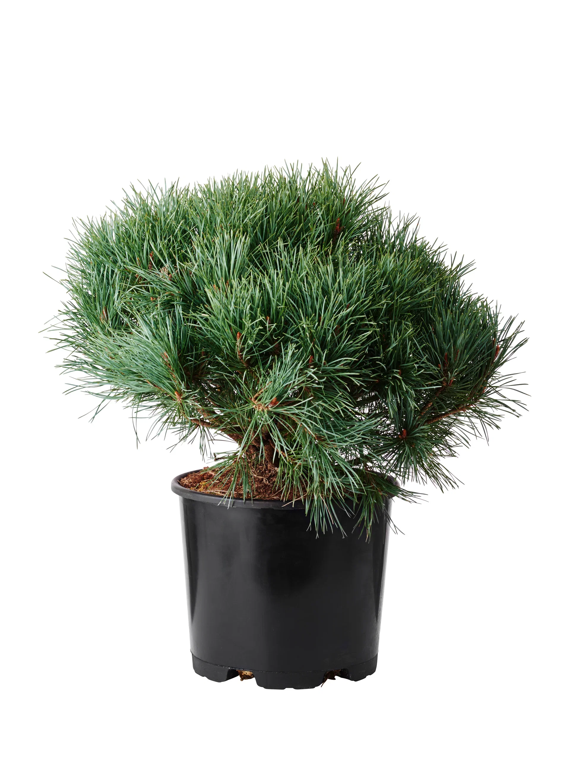 Dvärgtall 'Watereri'