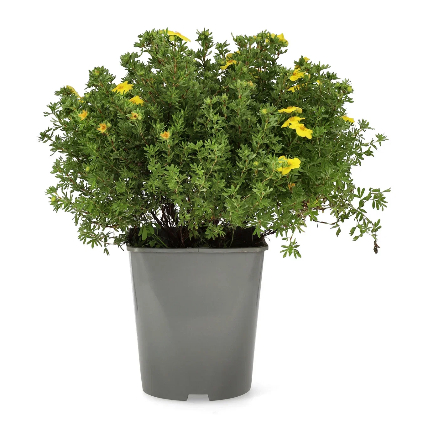 Trädgårdstok 'Kobold'