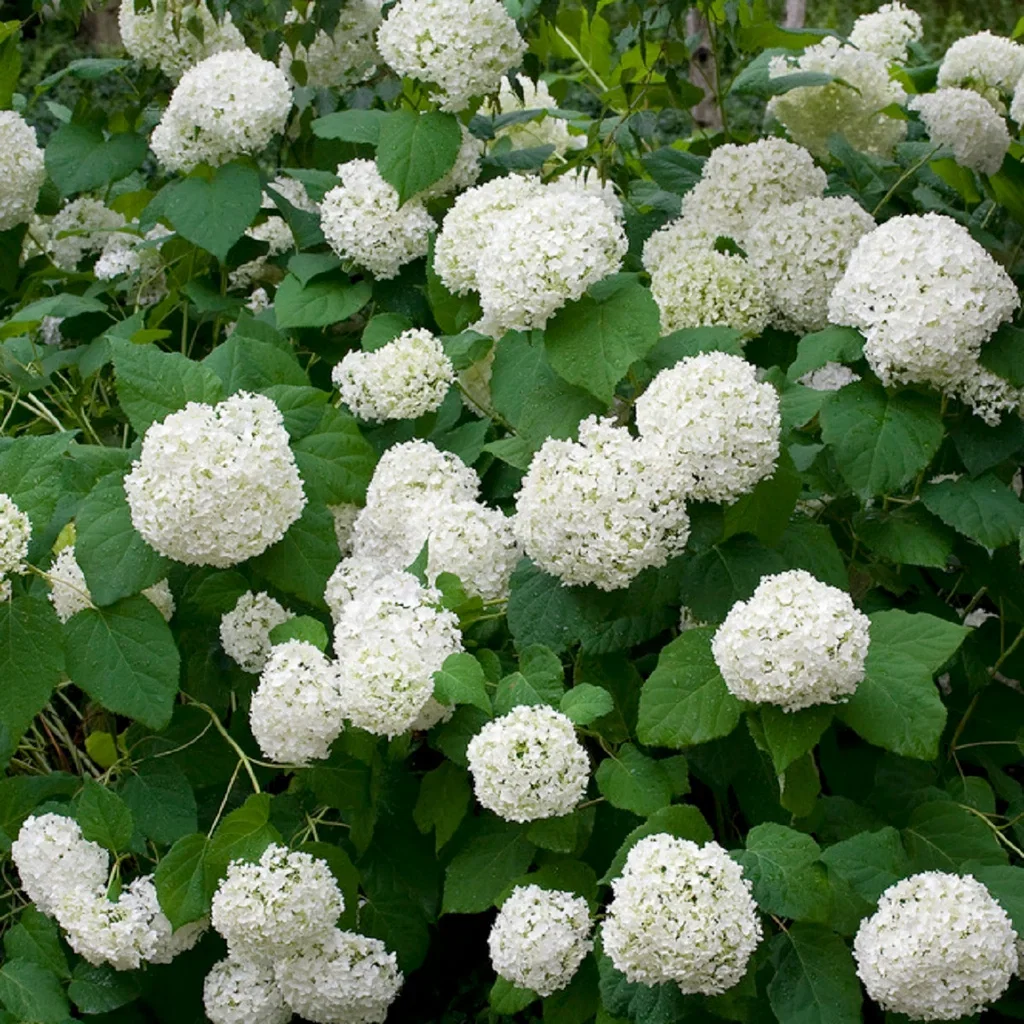 Vidjehortensia 'Annabelle'