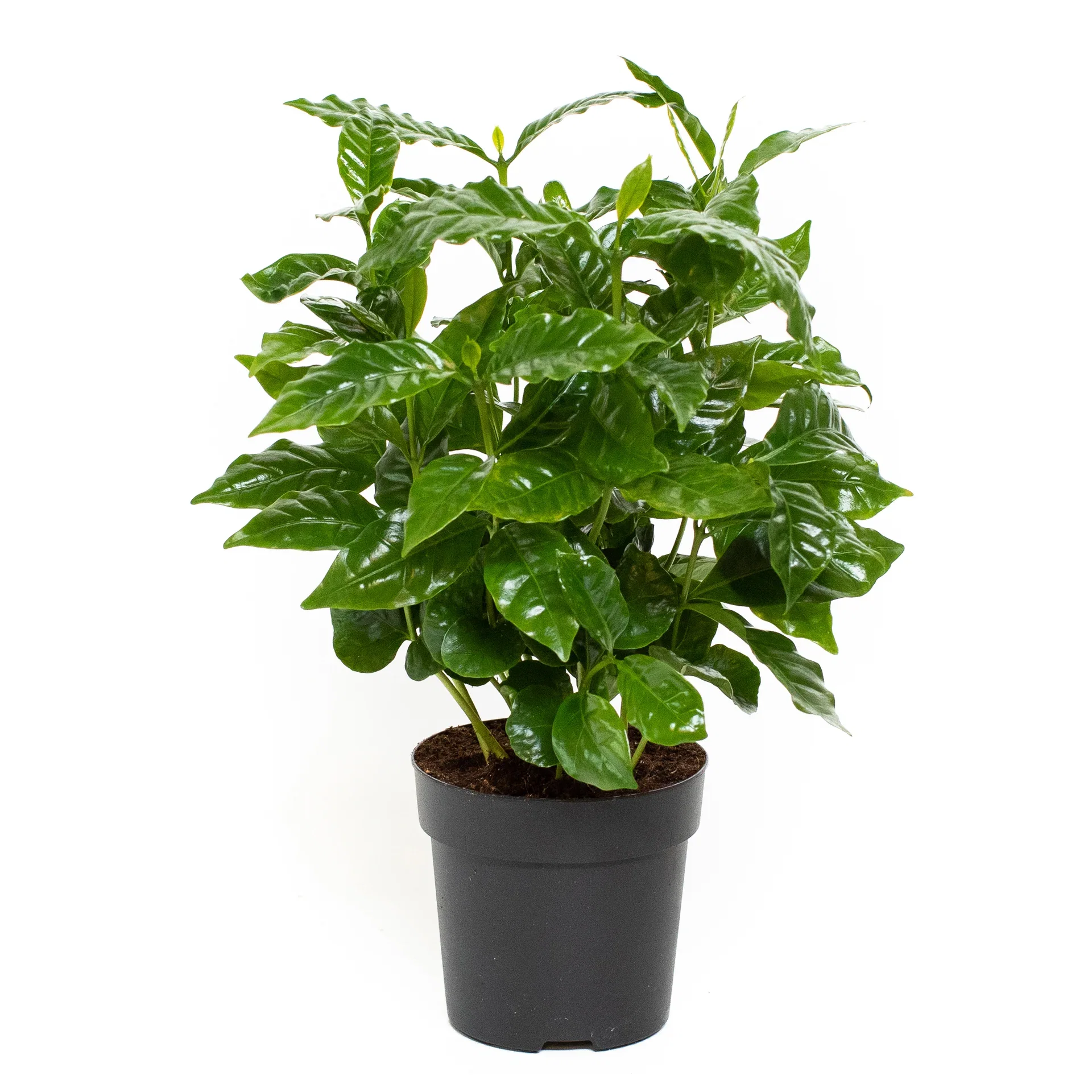 Coffea arabica 11 cm