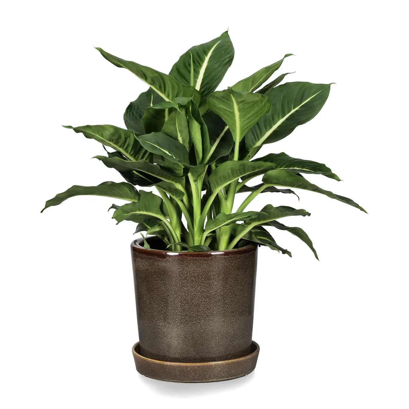 Dieffenbachia 'Green Magic' 17 cm