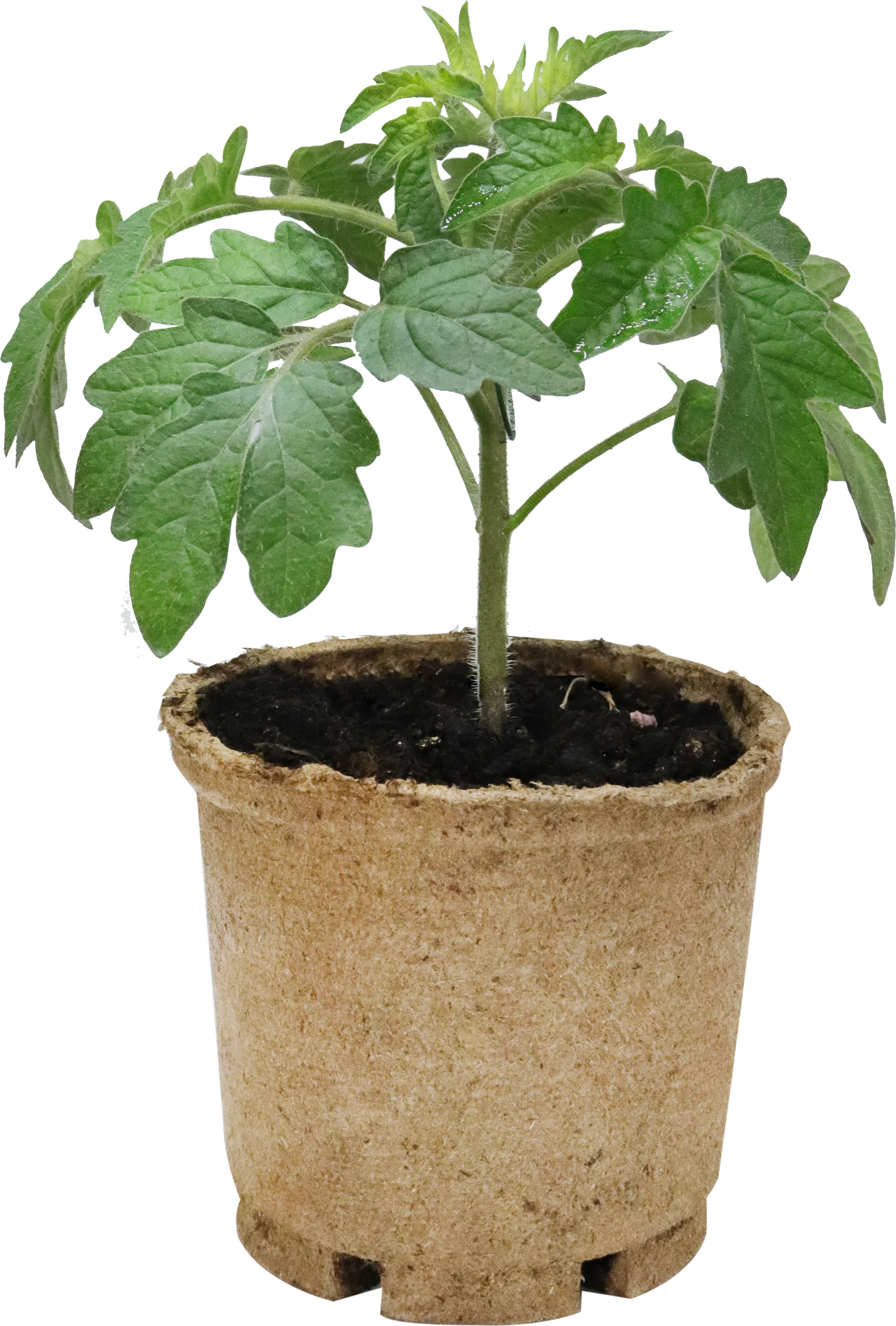 Plommontomat 'San Marzano'