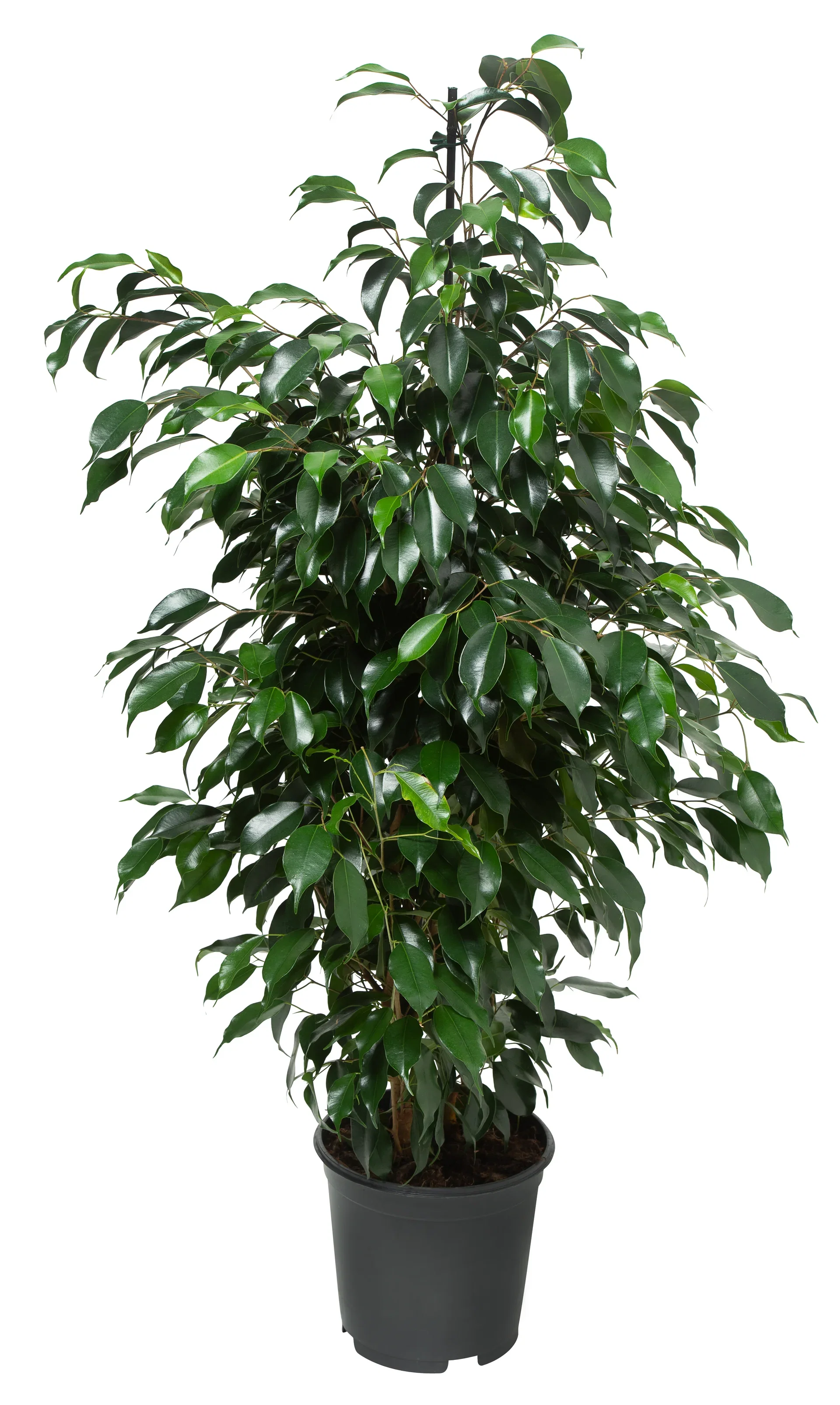 Benjaminfikus 'Danielle'