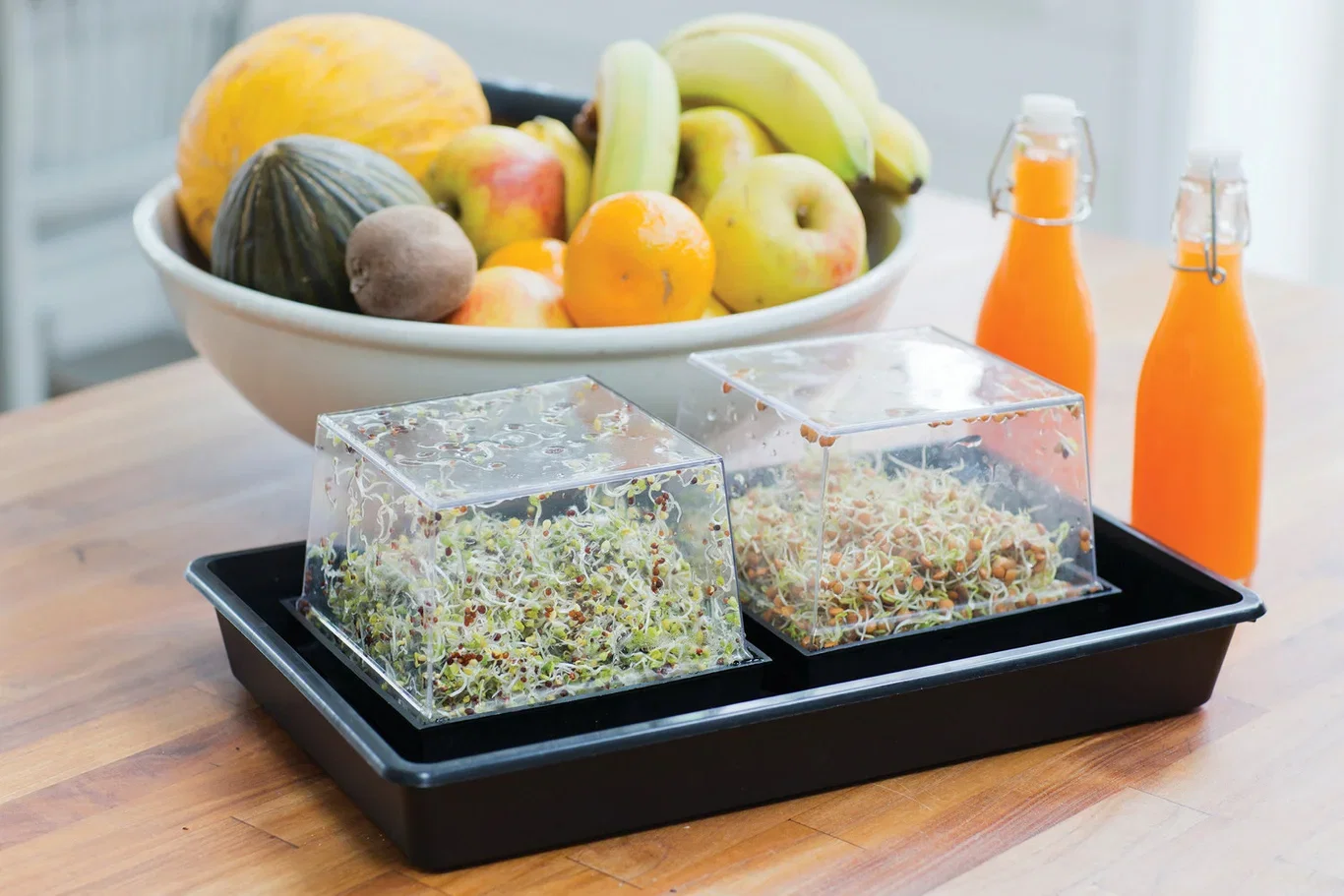 Primo Vitamino, Groddbox