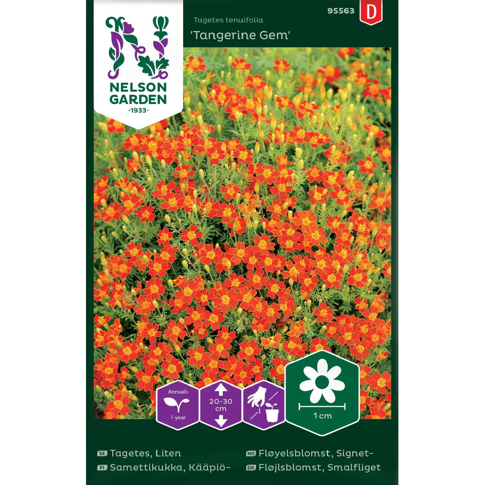 Liten tagetes 'Tangerine Gem'