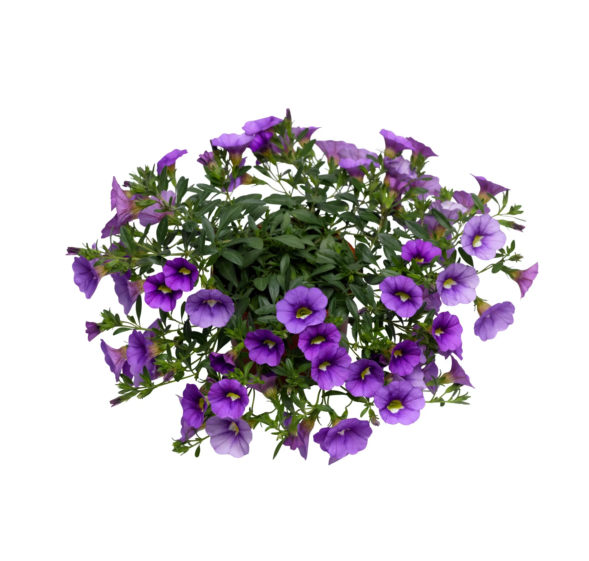 Småpetunia