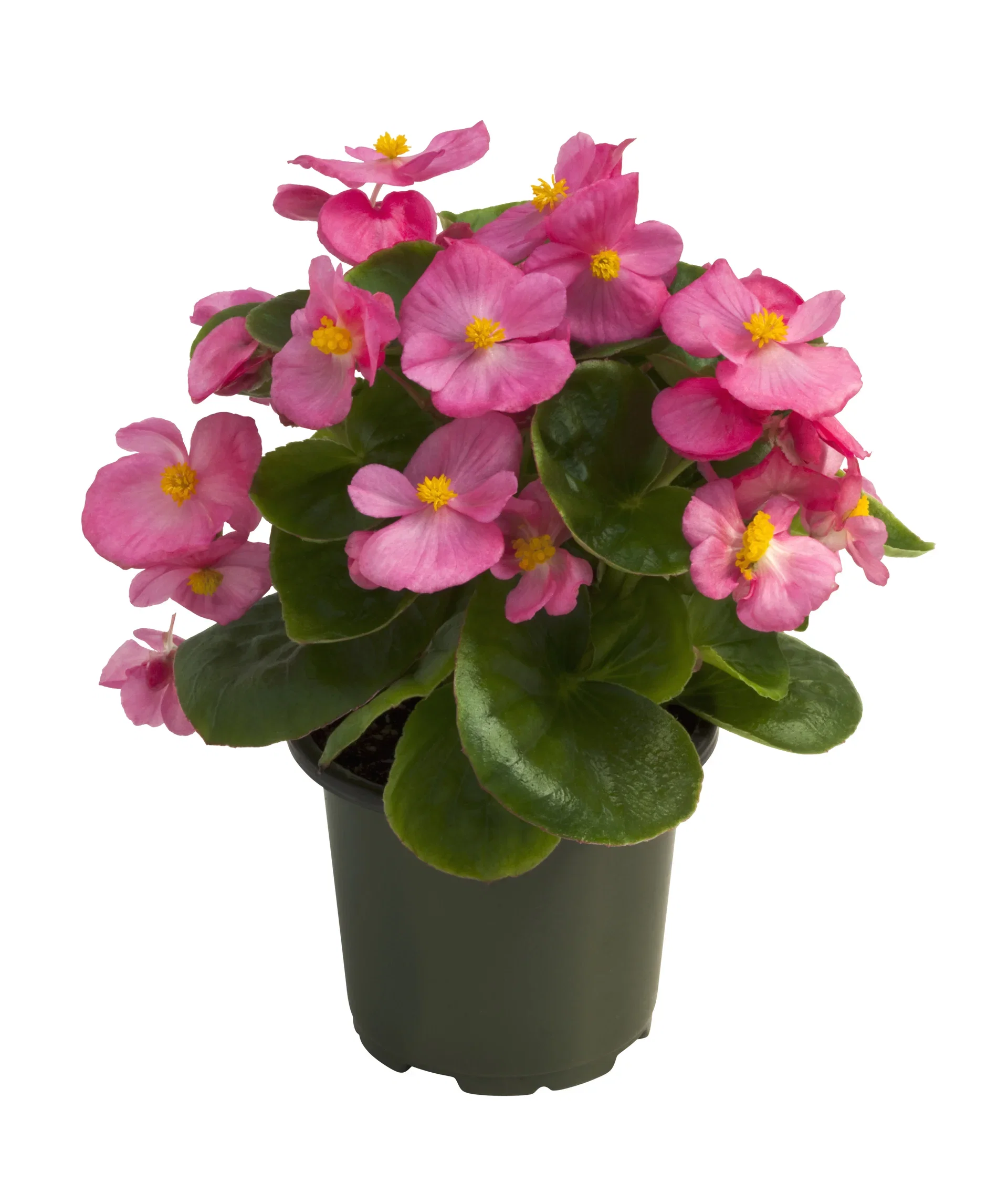 Begonia semperflorens 10,5 cm