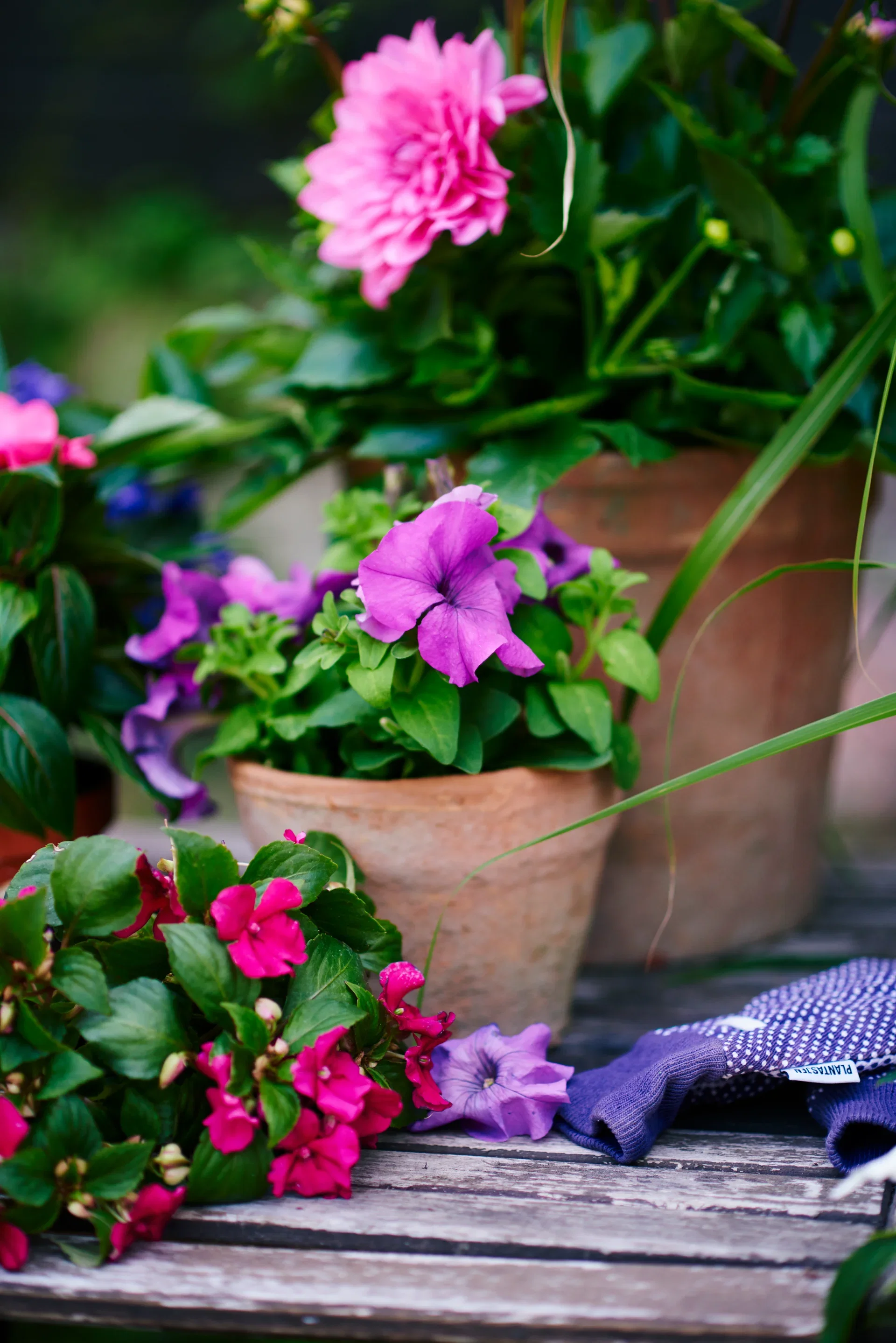 Flitiga Lisa 'Imara'