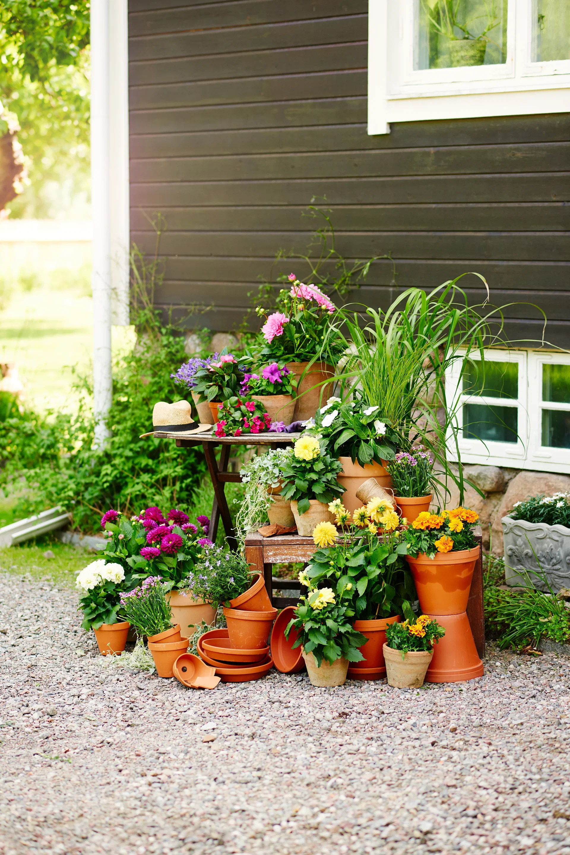 Flitiga Lisa 'Imara'