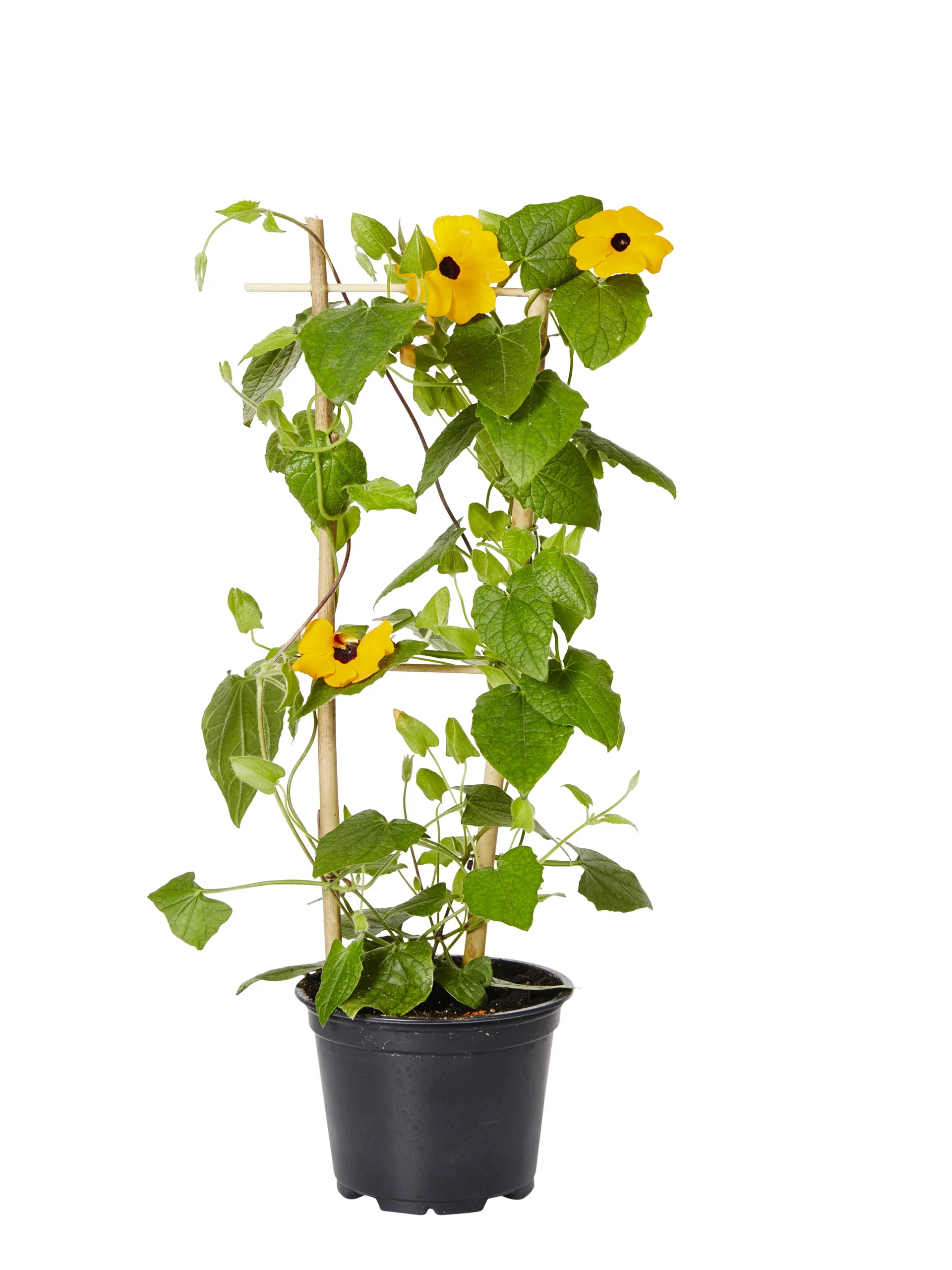 Thunbergia alata Orange 12 cm